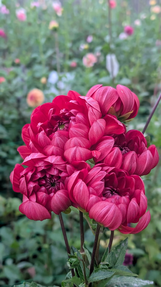 Hollyhill Ruby Rose (Limit ONE)