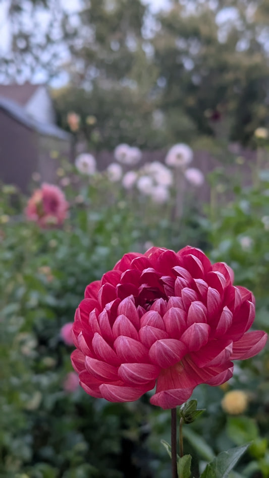 Hollyhill Ruby Rose (Limit ONE)