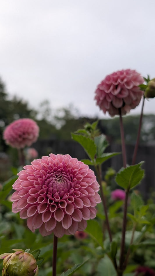 Bracken Rose (US Version)