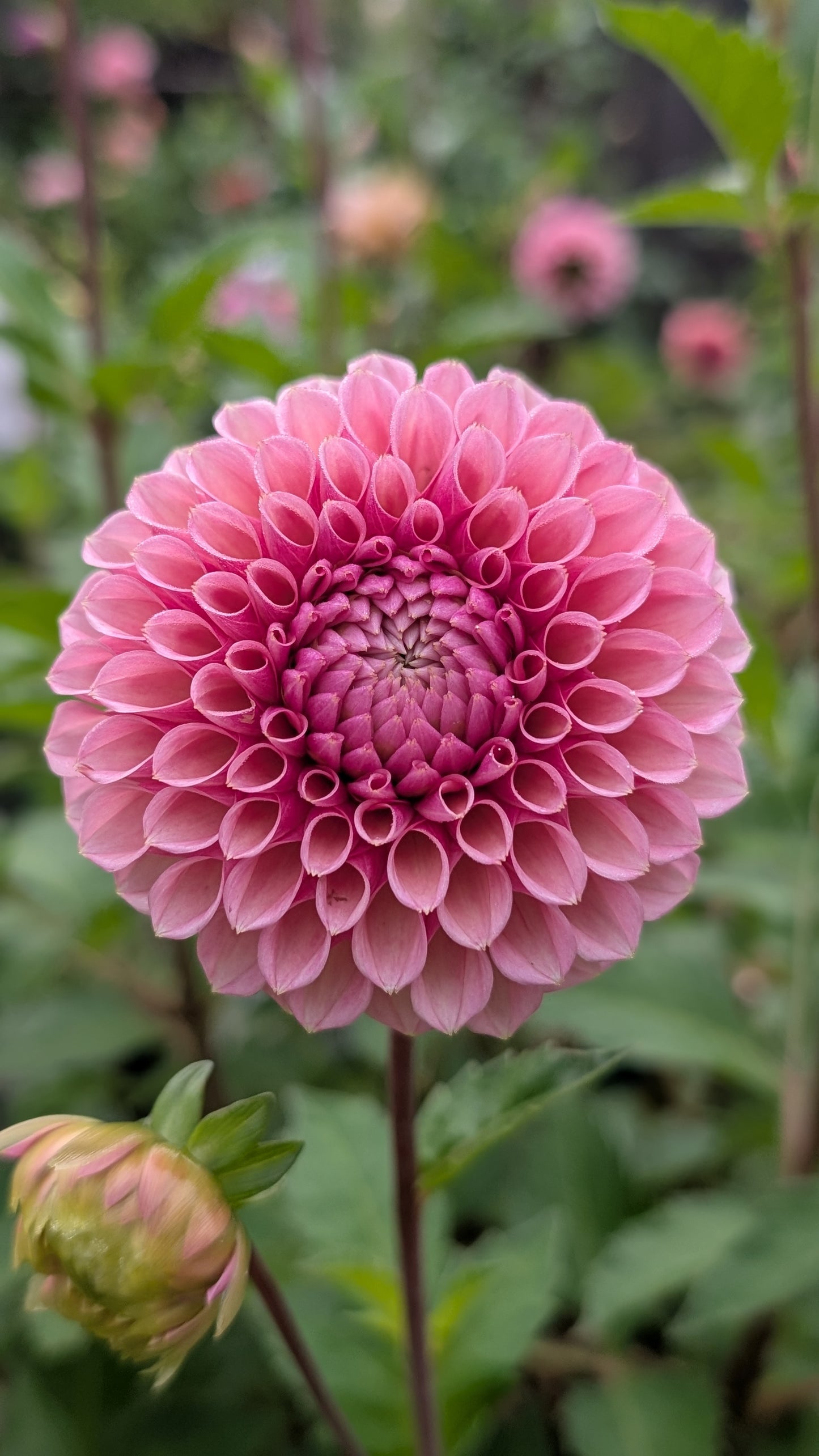 Bracken Rose (US Version)