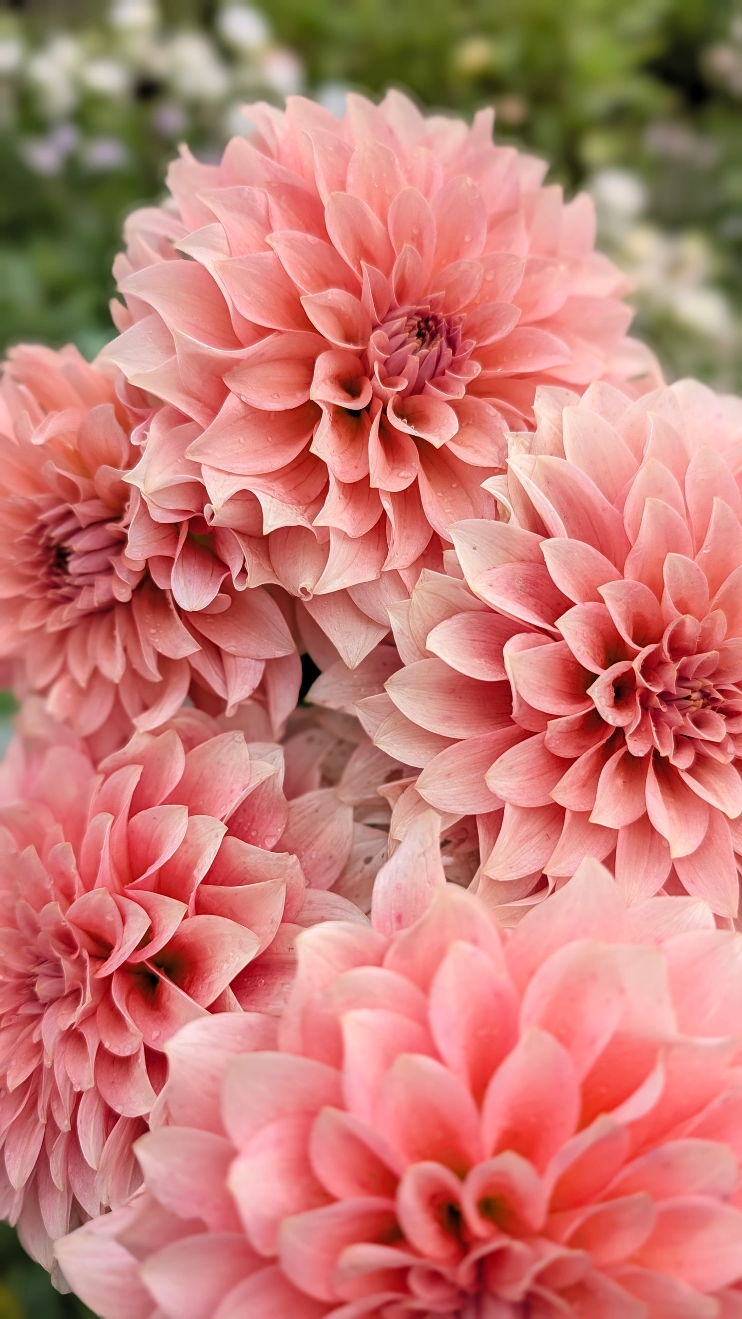 RM Peachy Pink