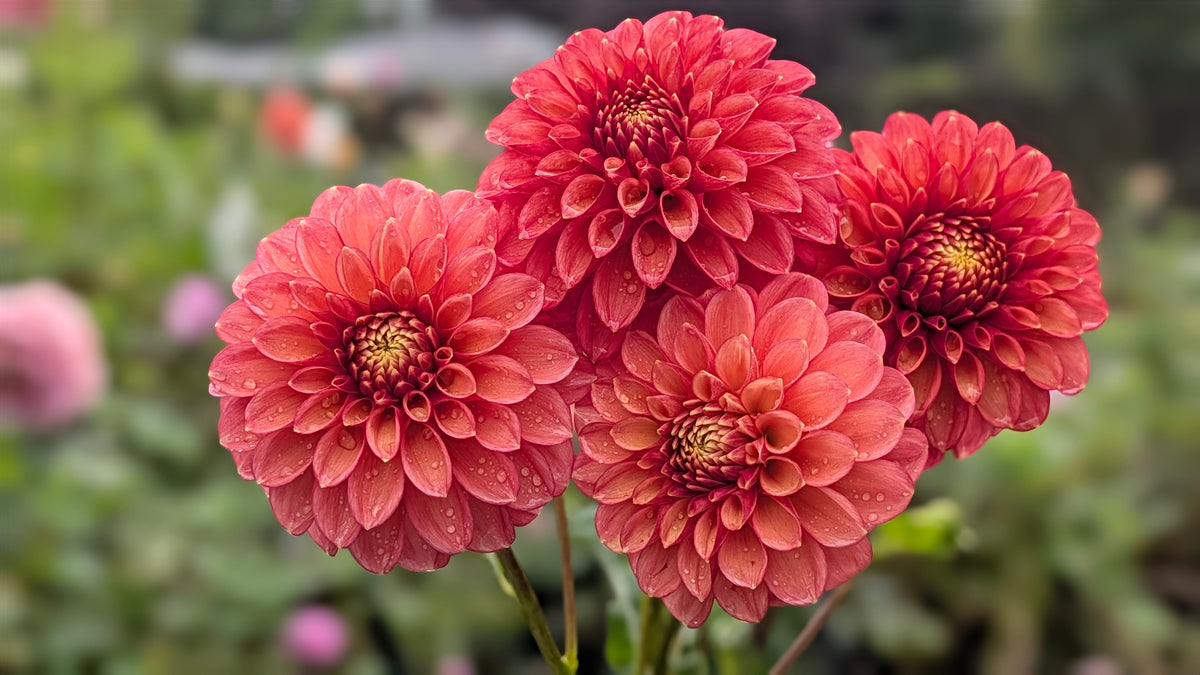 Lakeview Lucky