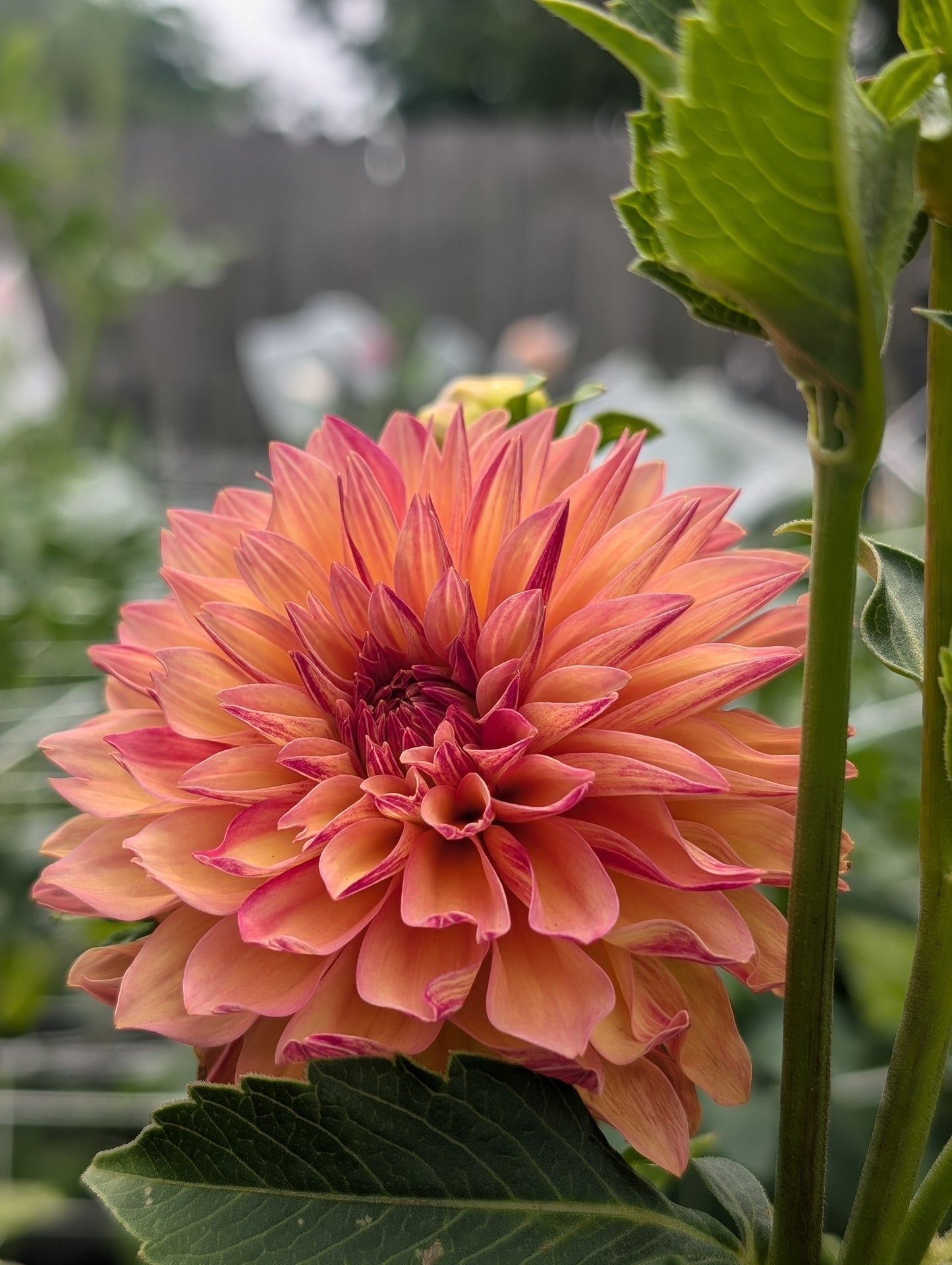 Verrone's Donna Marie