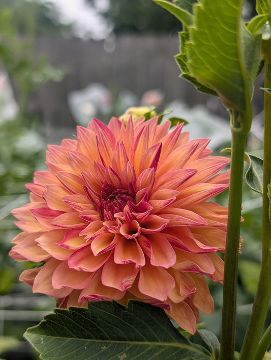 Verrone's Donna Marie