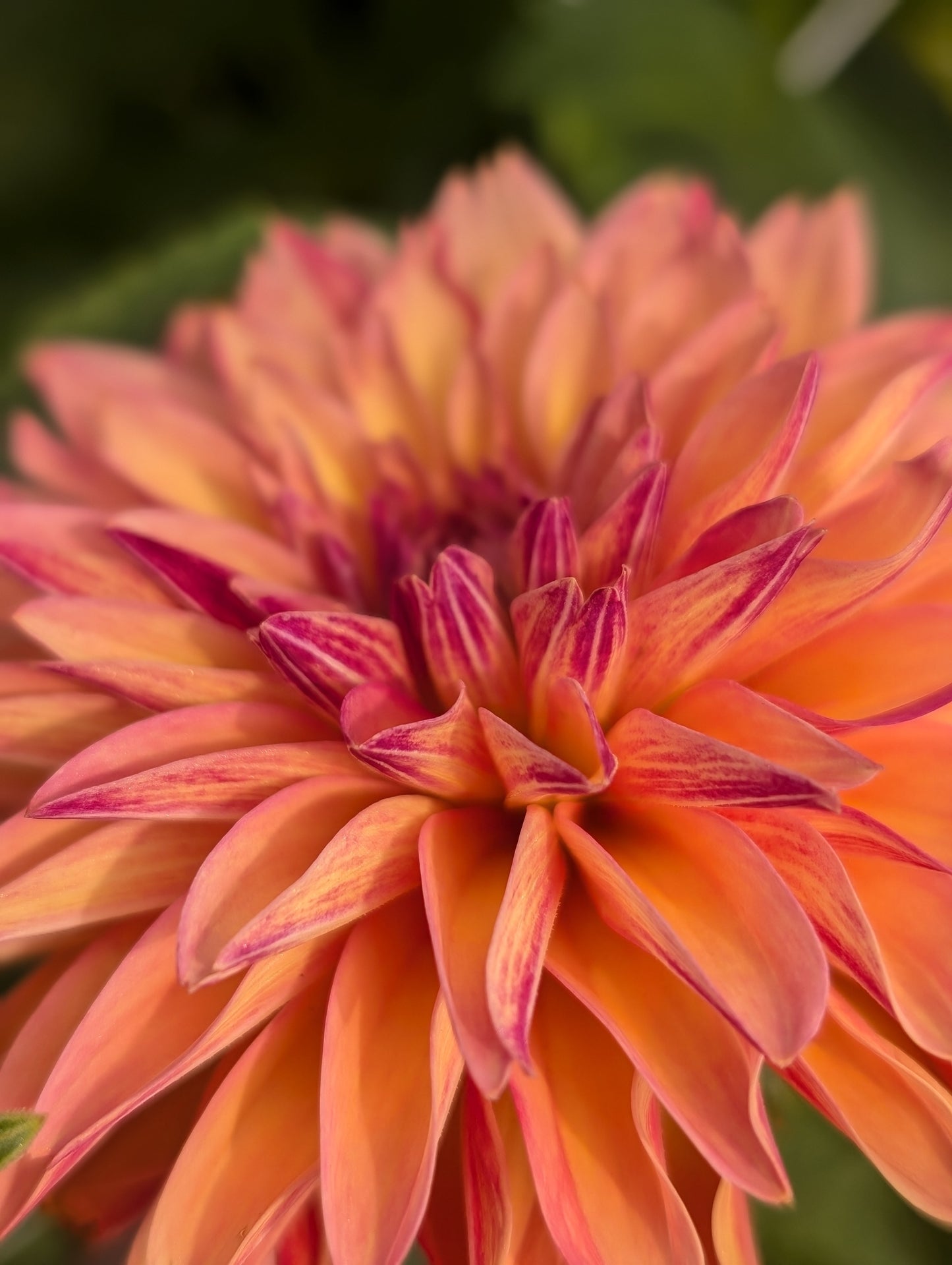 Verrone's Donna Marie