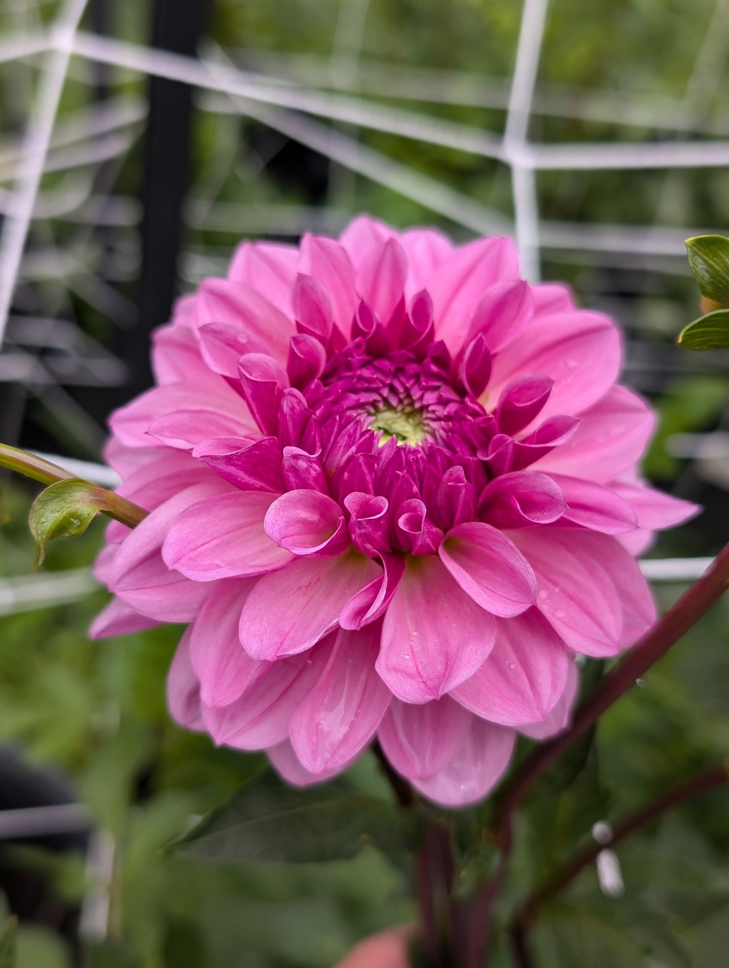 Lee's Sugar Rush (Limit ONE)