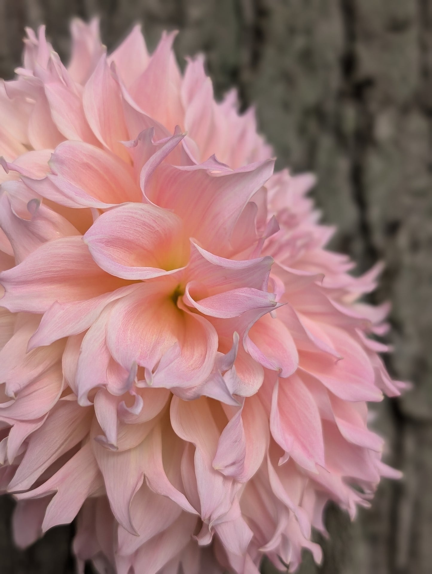 Lee's Pink Grapefruit