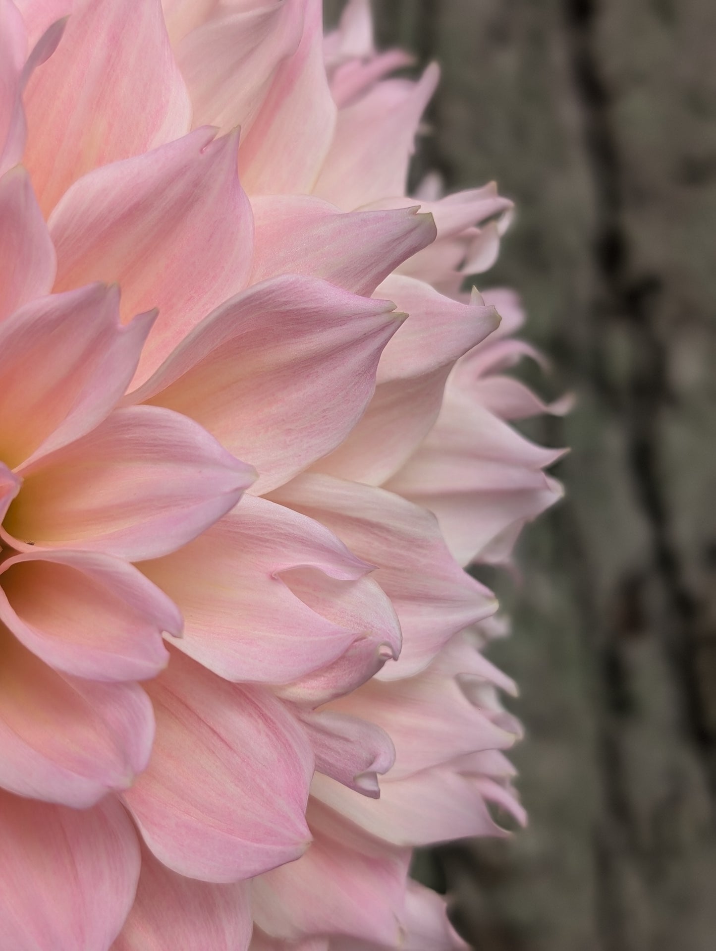 Lee's Pink Grapefruit