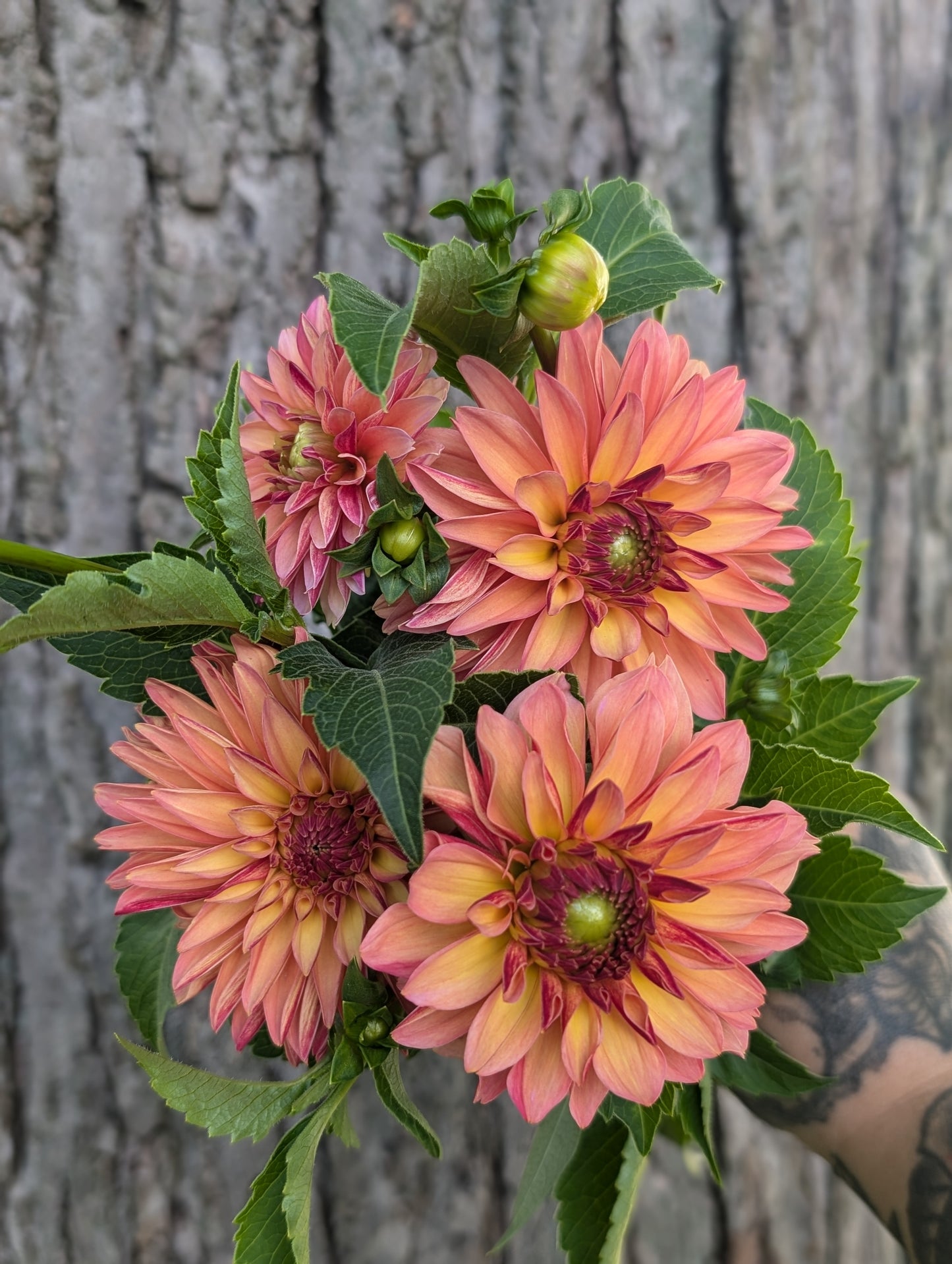 Verrone's Donna Marie