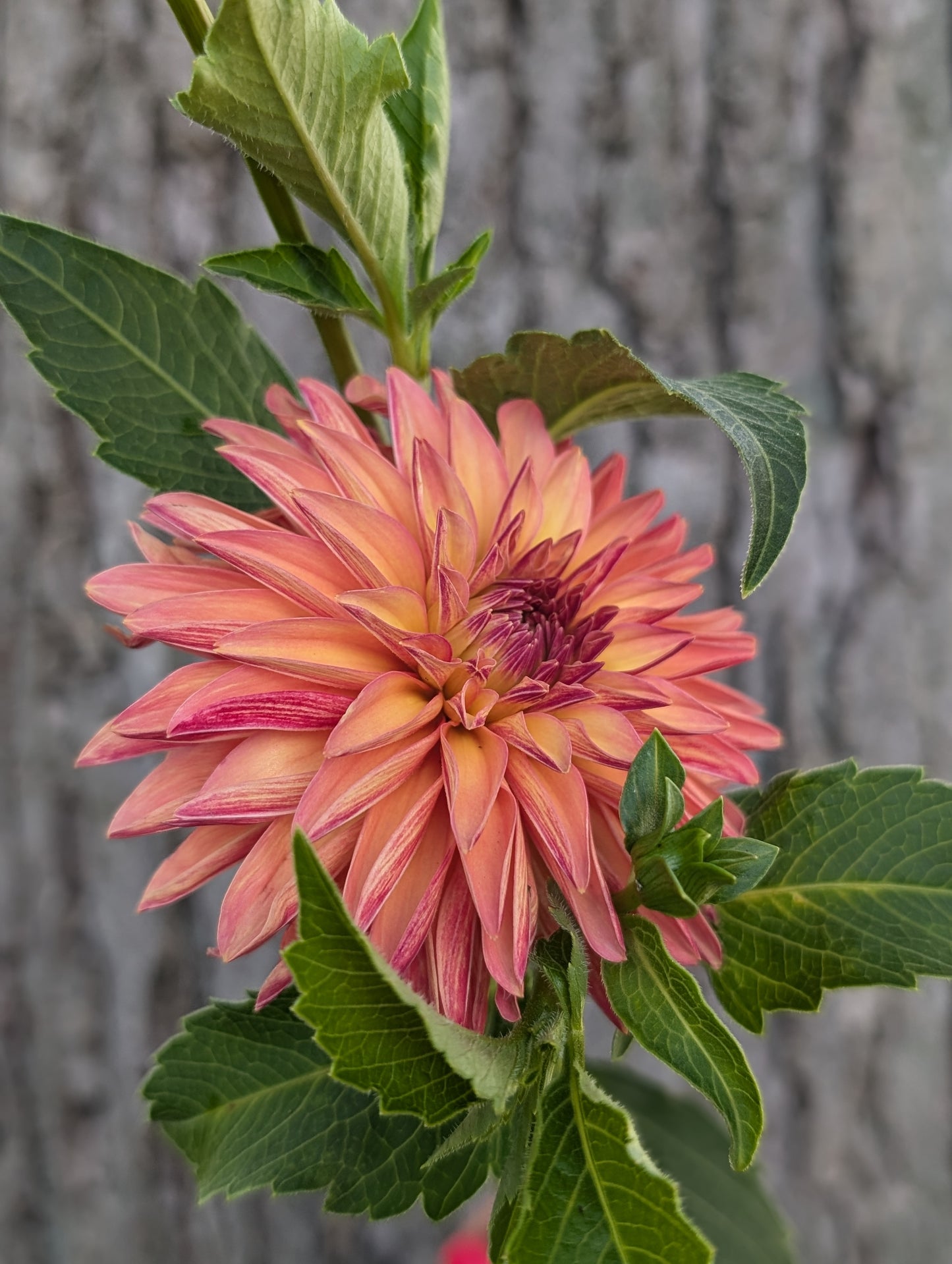 Verrone's Donna Marie