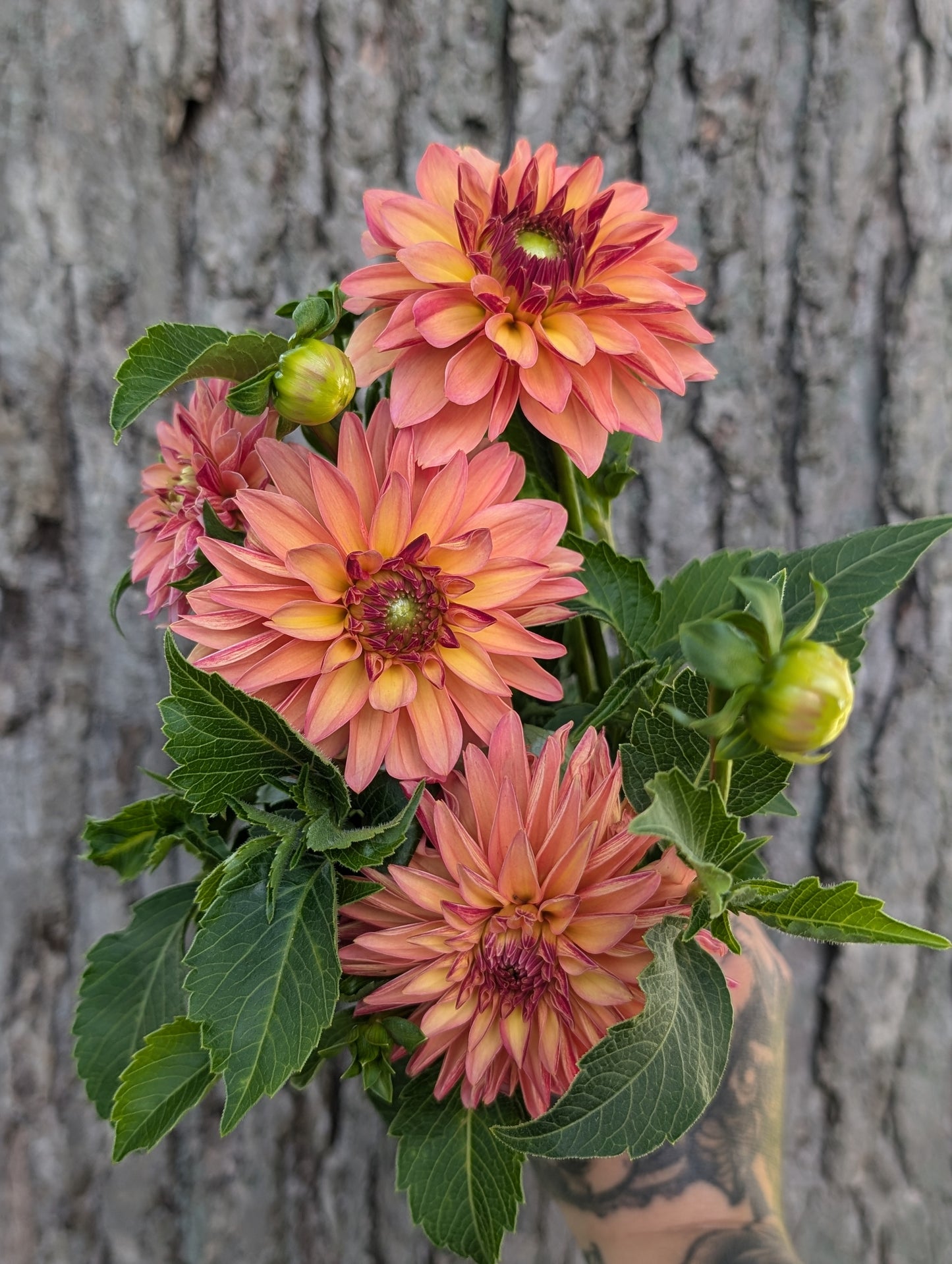 Verrone's Donna Marie