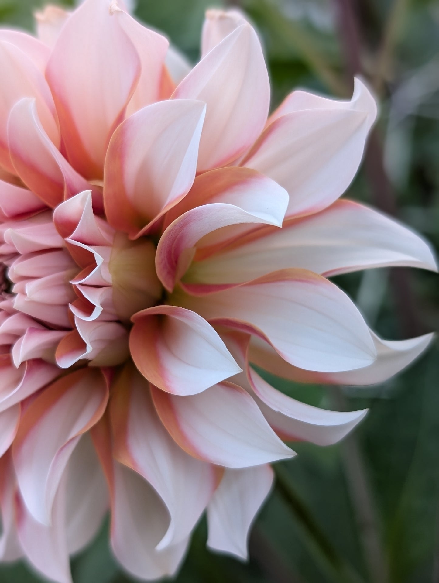 Lee's Chloe (LIMIT ONE)