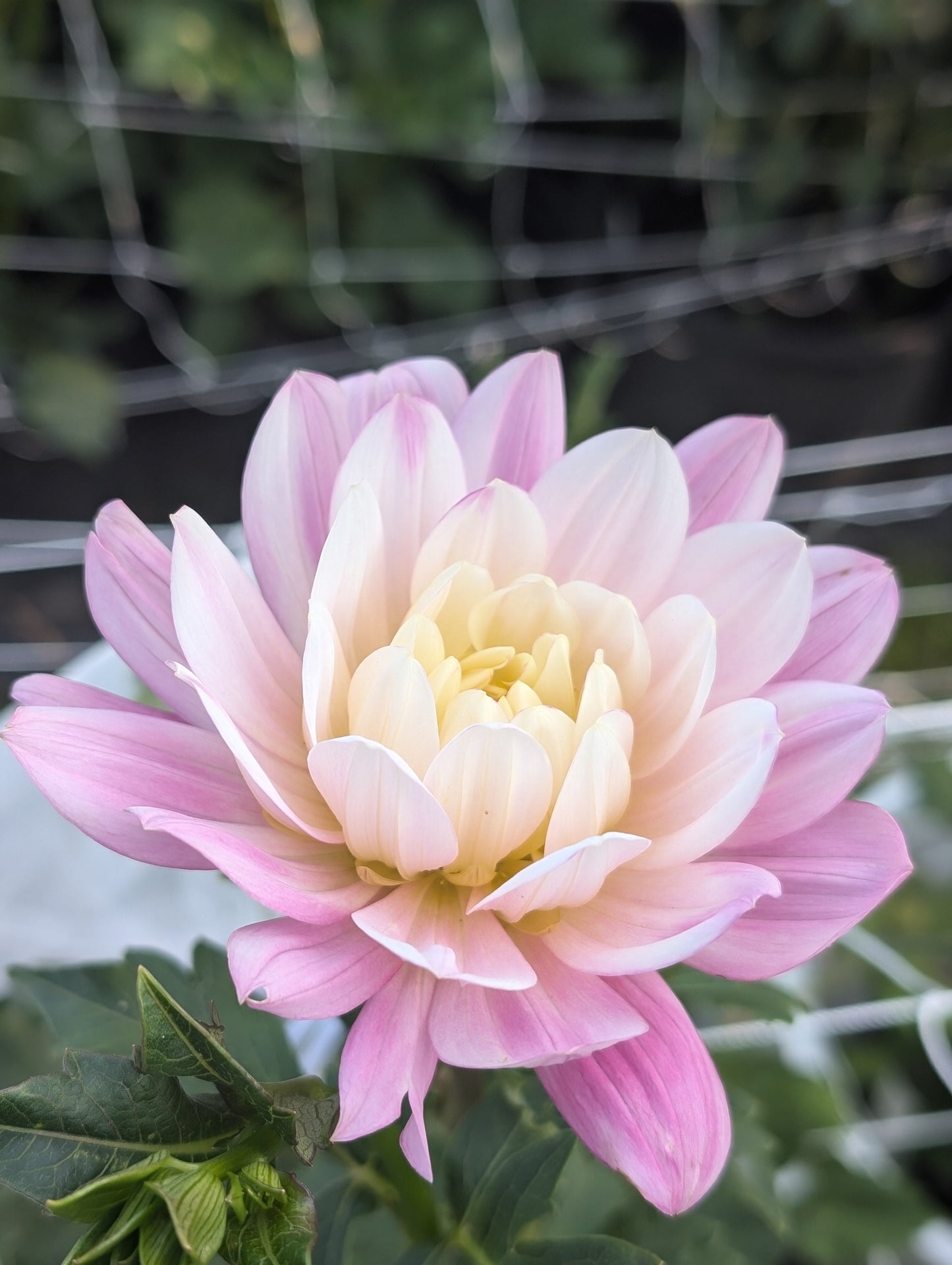 Hollyhill Pink Martini