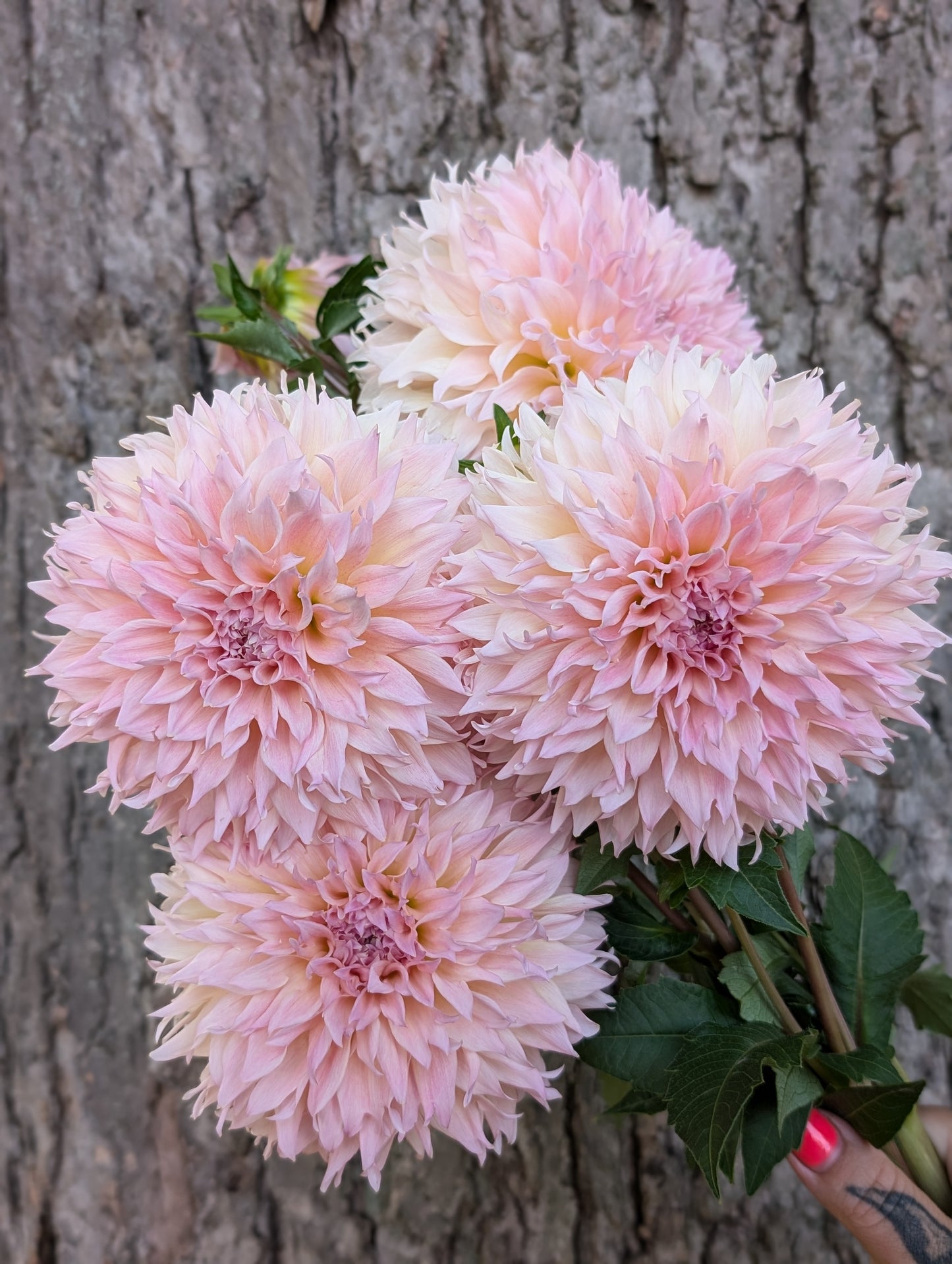 Lee's Pink Grapefruit