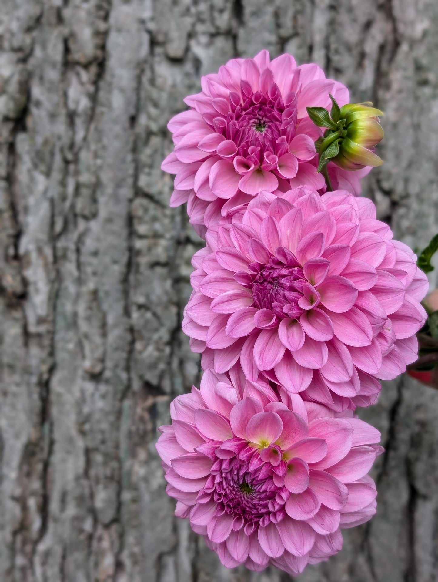 Lee's Sugar Rush (Limit ONE)