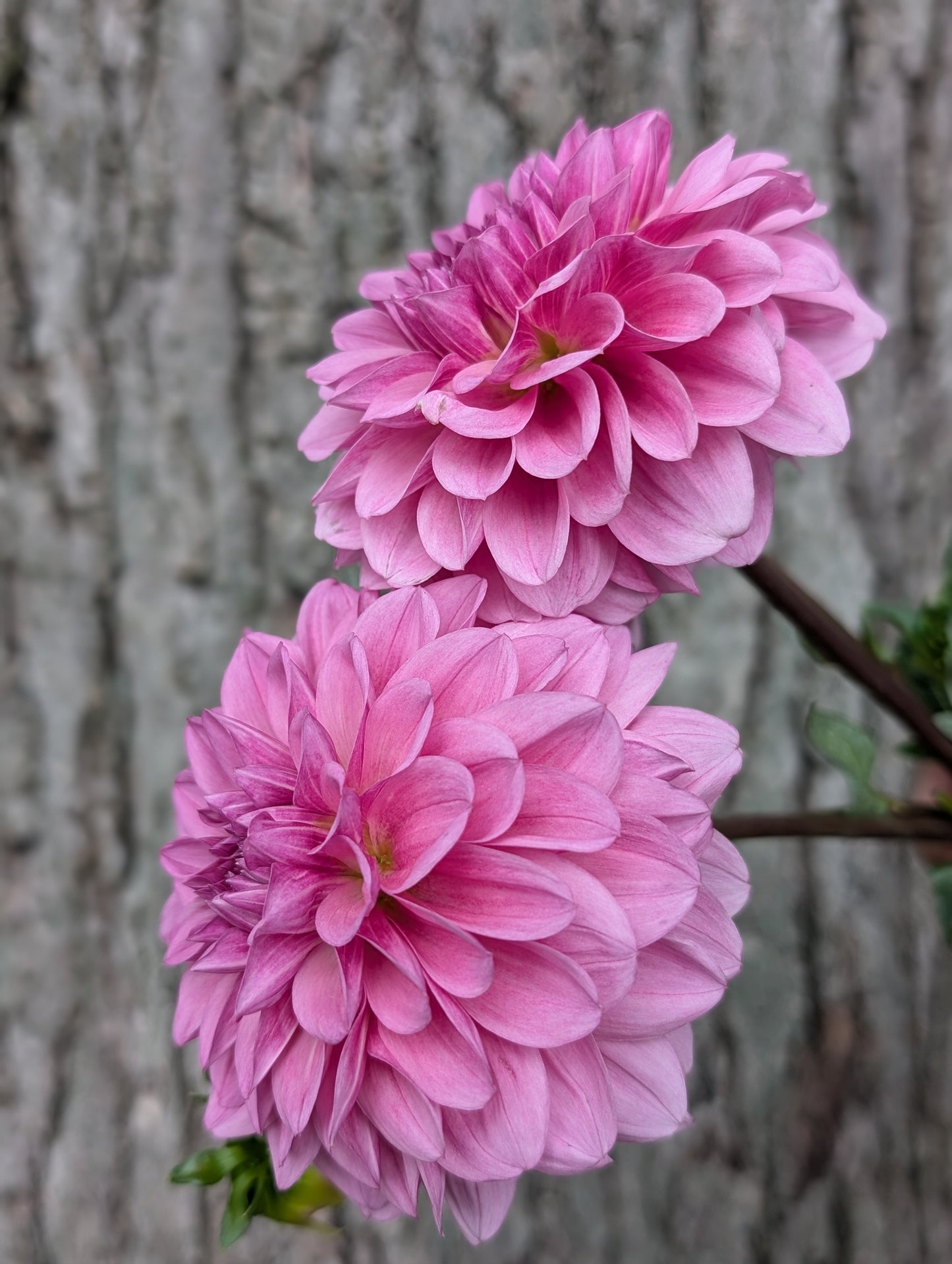 Lee's Sugar Rush (Limit ONE)