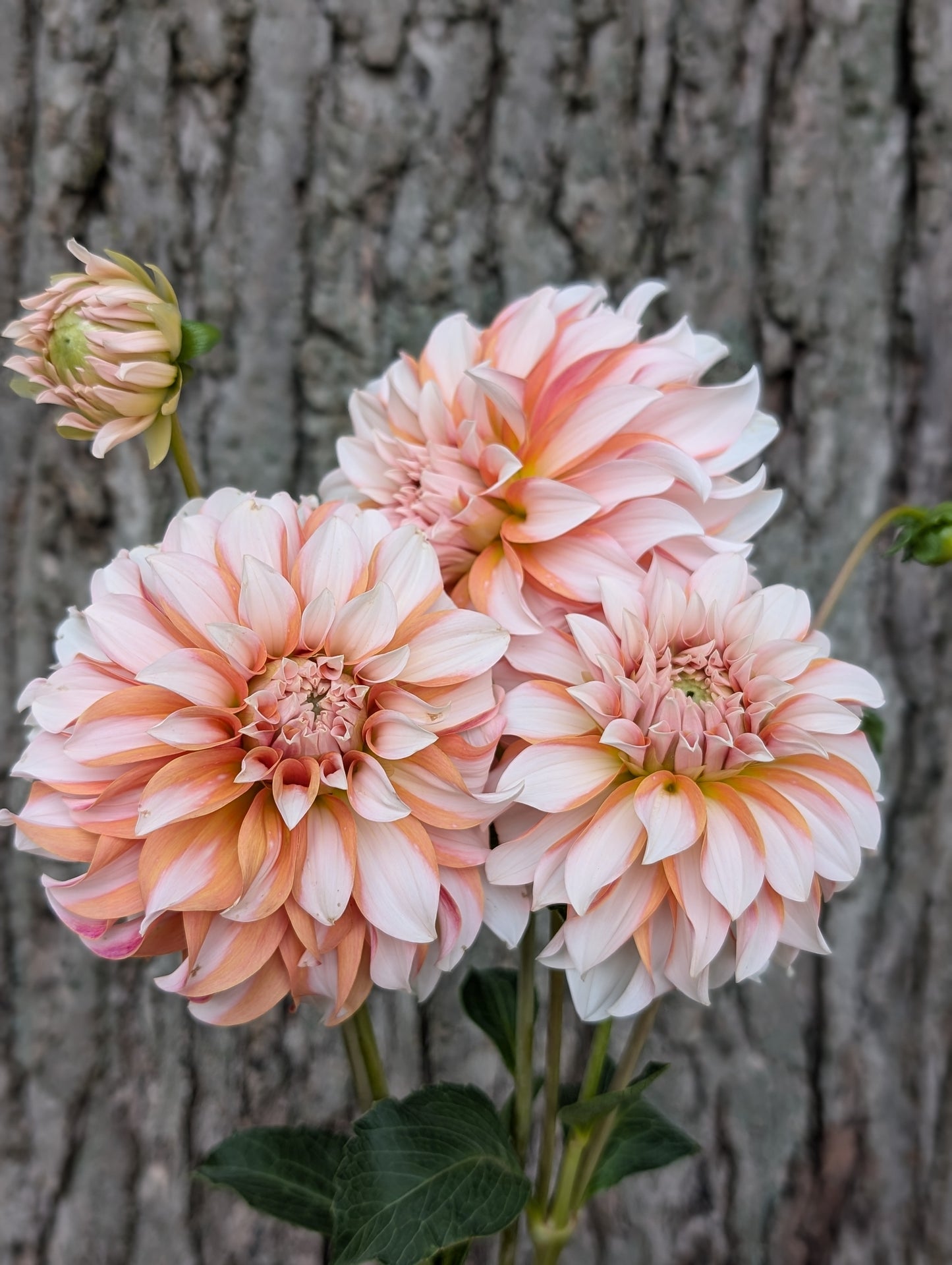 Lee's Chloe (LIMIT ONE)