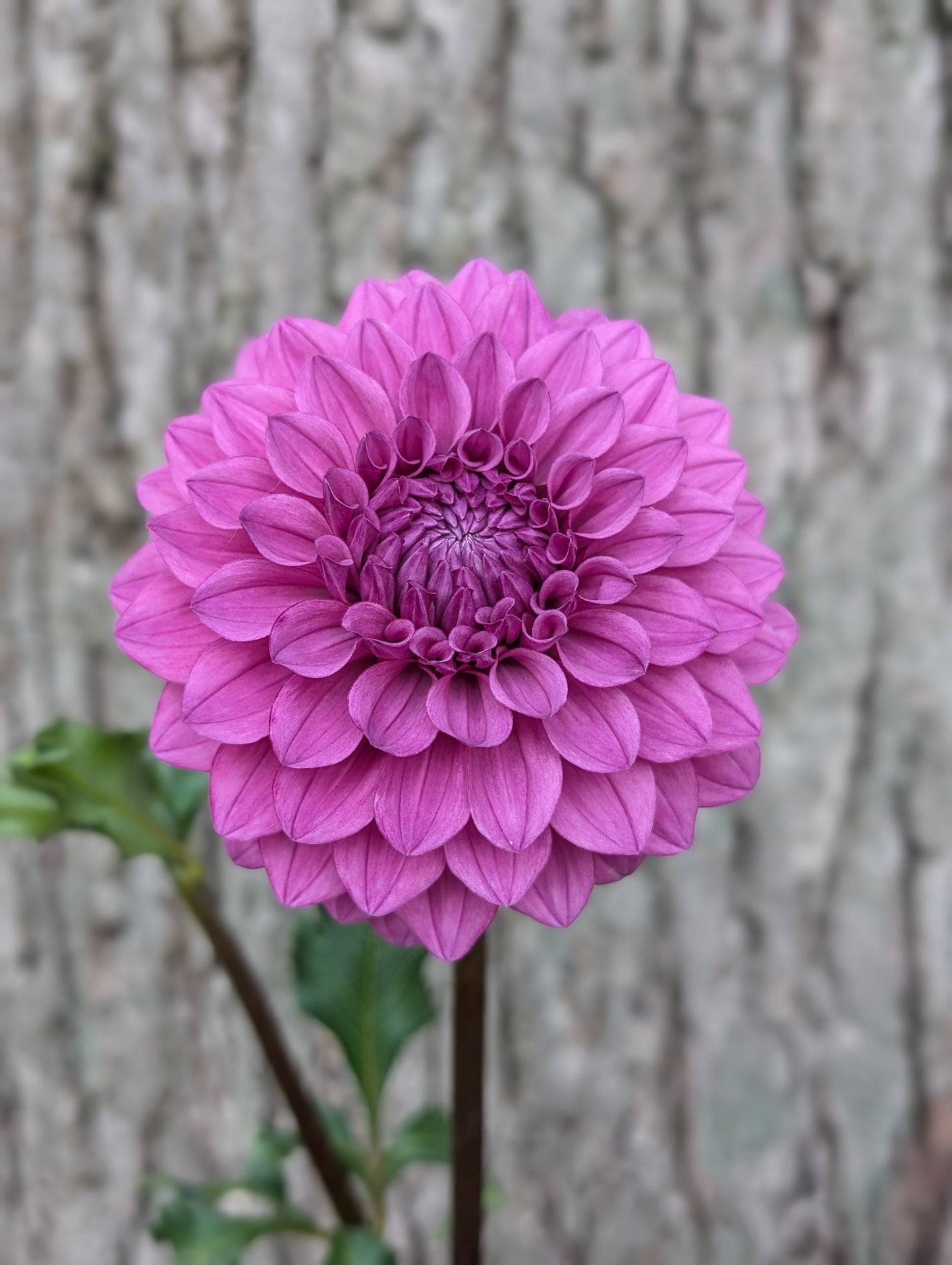 Lee's Flute Loop Lilac (LIMIT ONE)