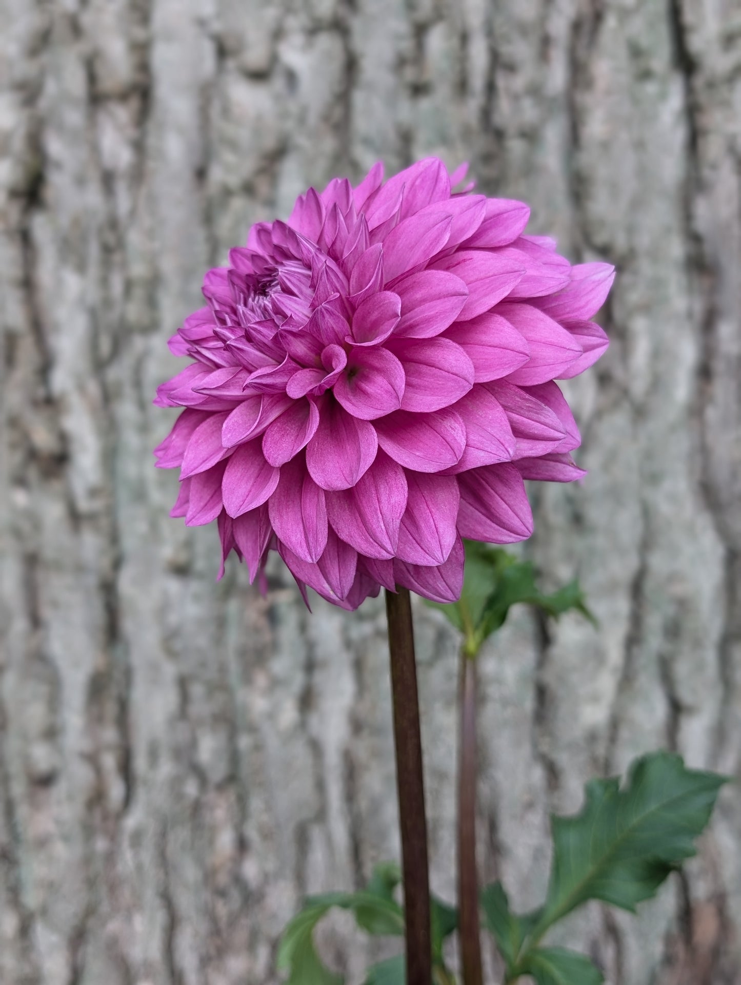 Lee's Flute Loop Lilac (LIMIT ONE)