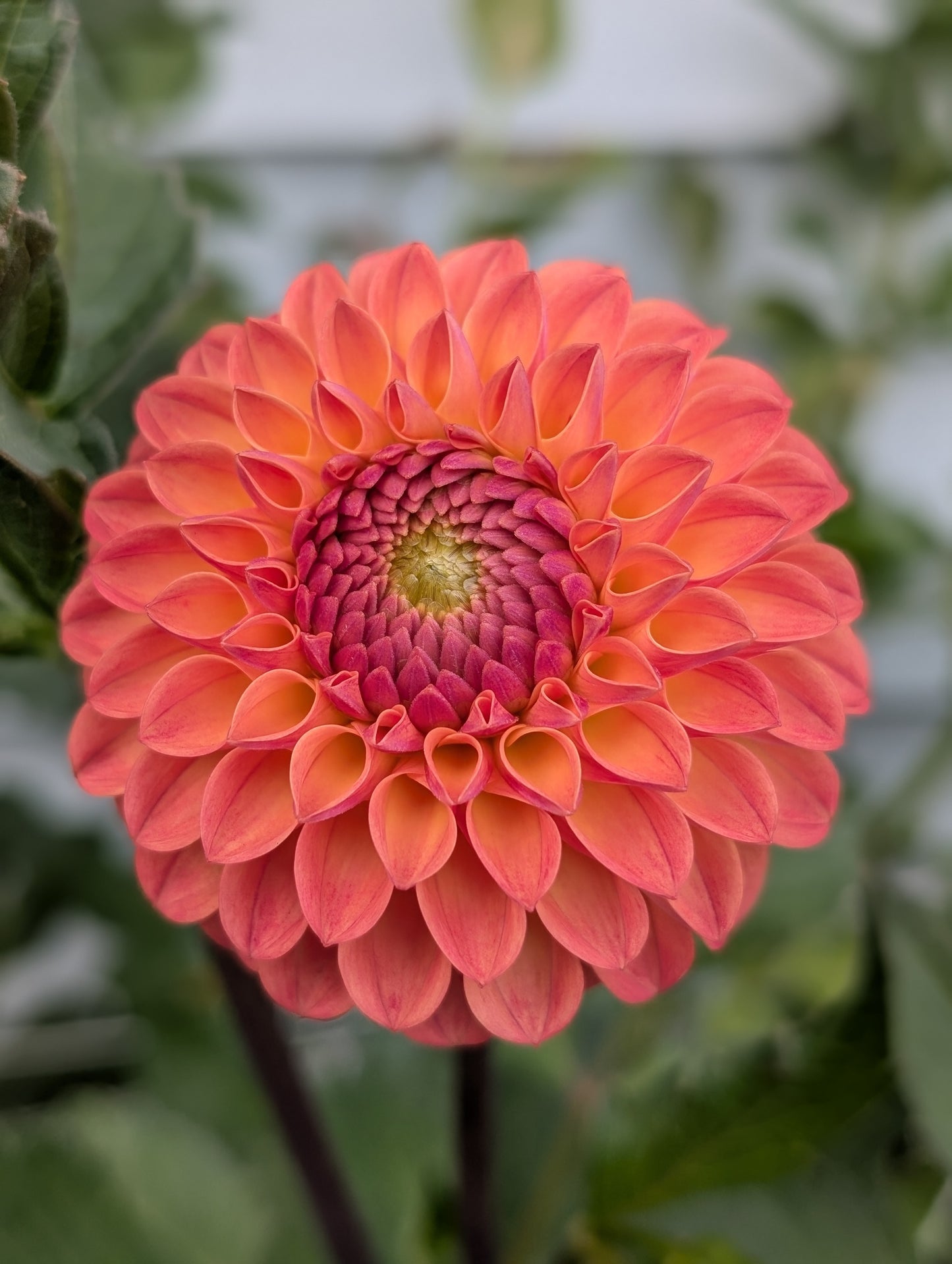 Clearview Butterscotch