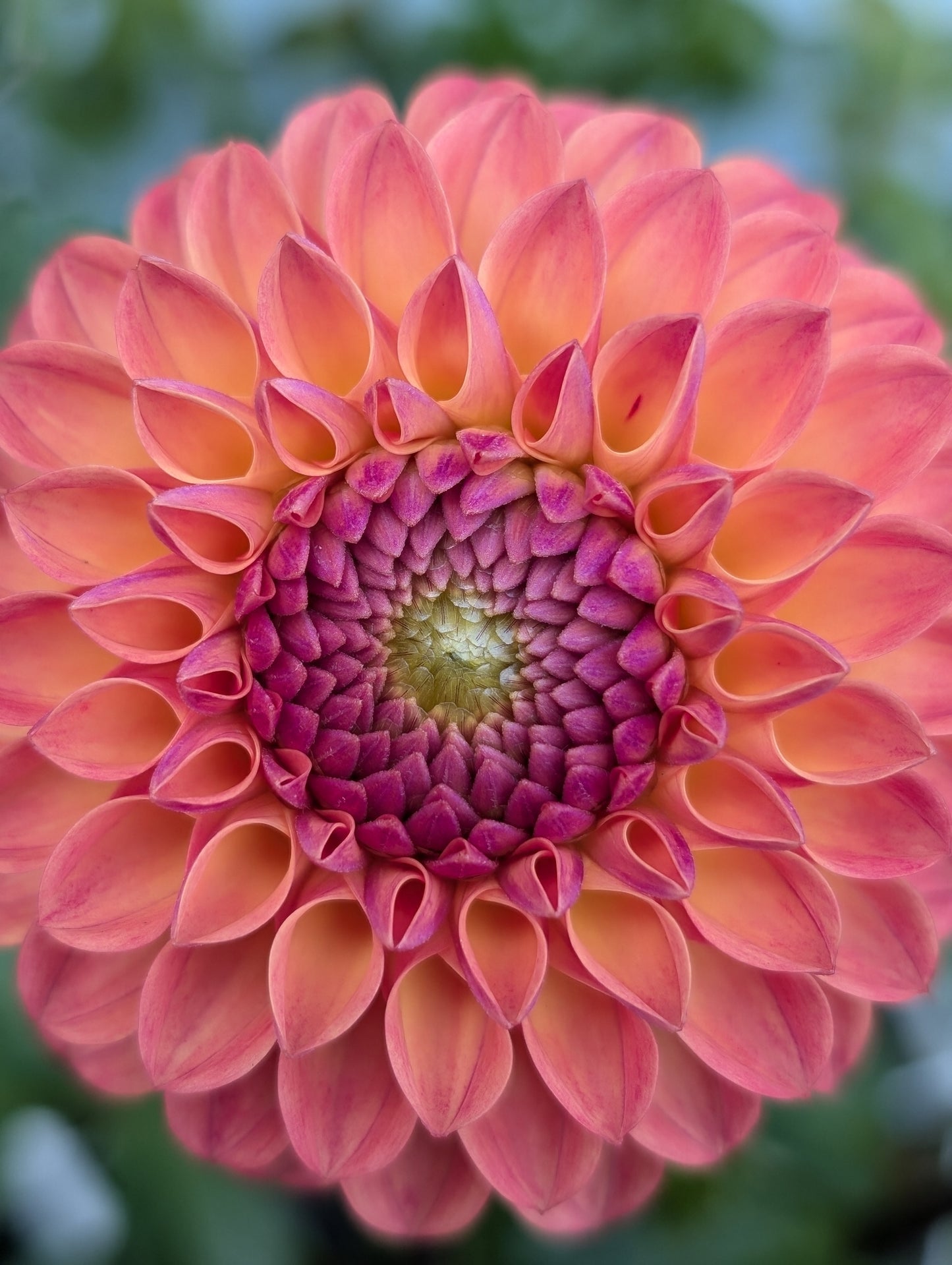 Clearview Butterscotch
