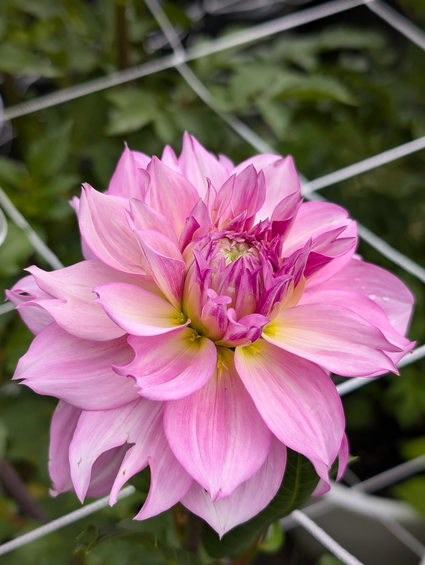 Lee's Sweet Tooth (Limit ONE)