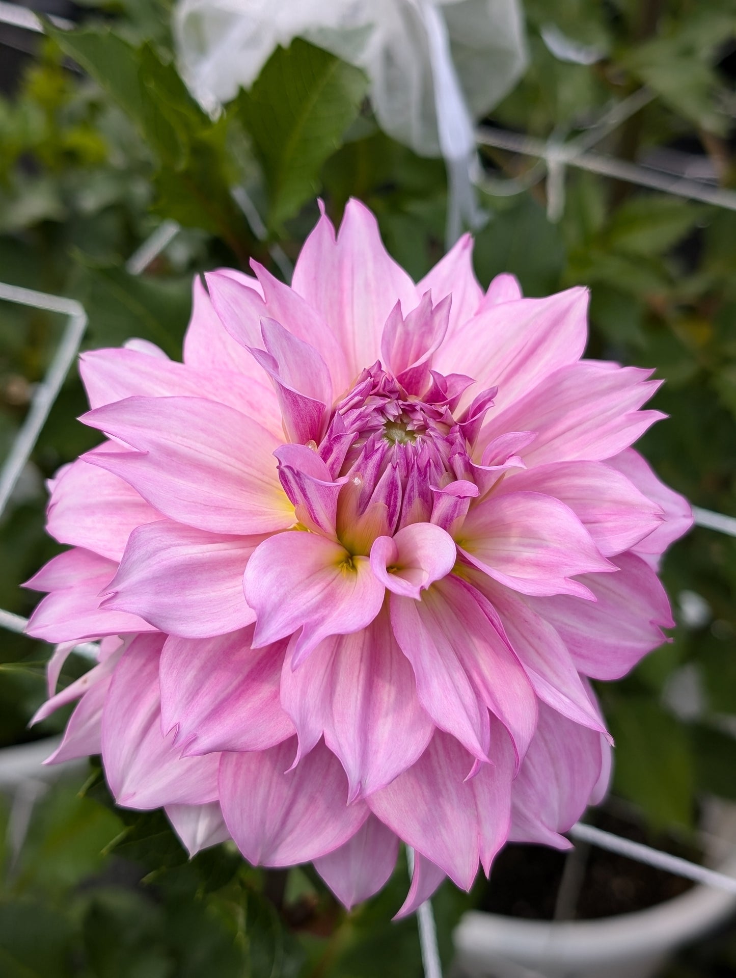 Lee's Sweet Tooth (Limit ONE)