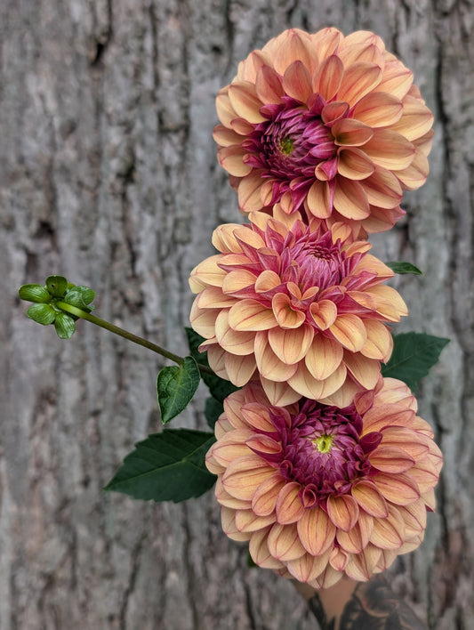 Lee's Golden Raspberry (Limit ONE)