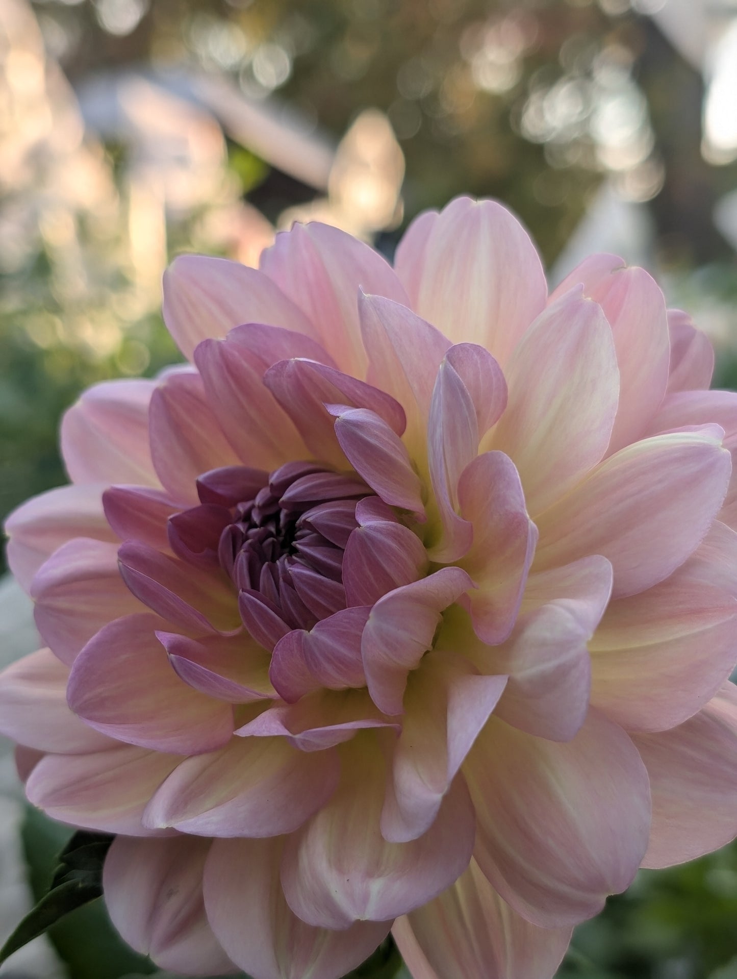 Hapet Old Charm (Limit ONE)