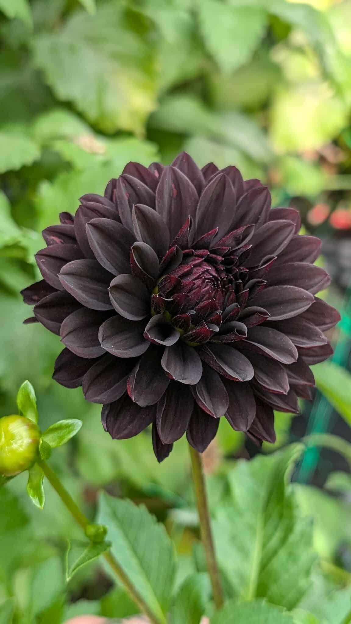 Czarny Charakter (Limit ONE)