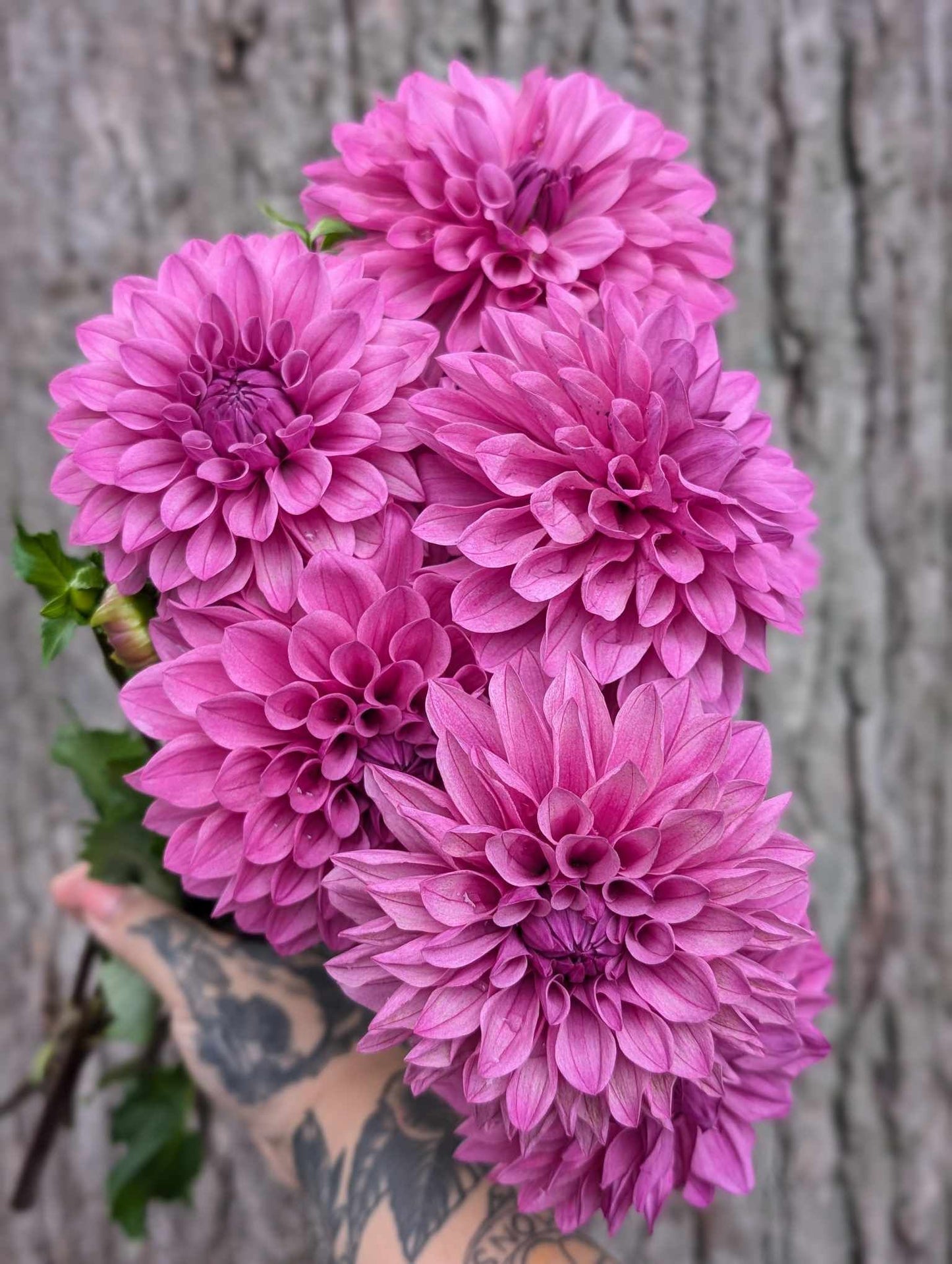 Lee's Flute Loop Lilac (LIMIT ONE)