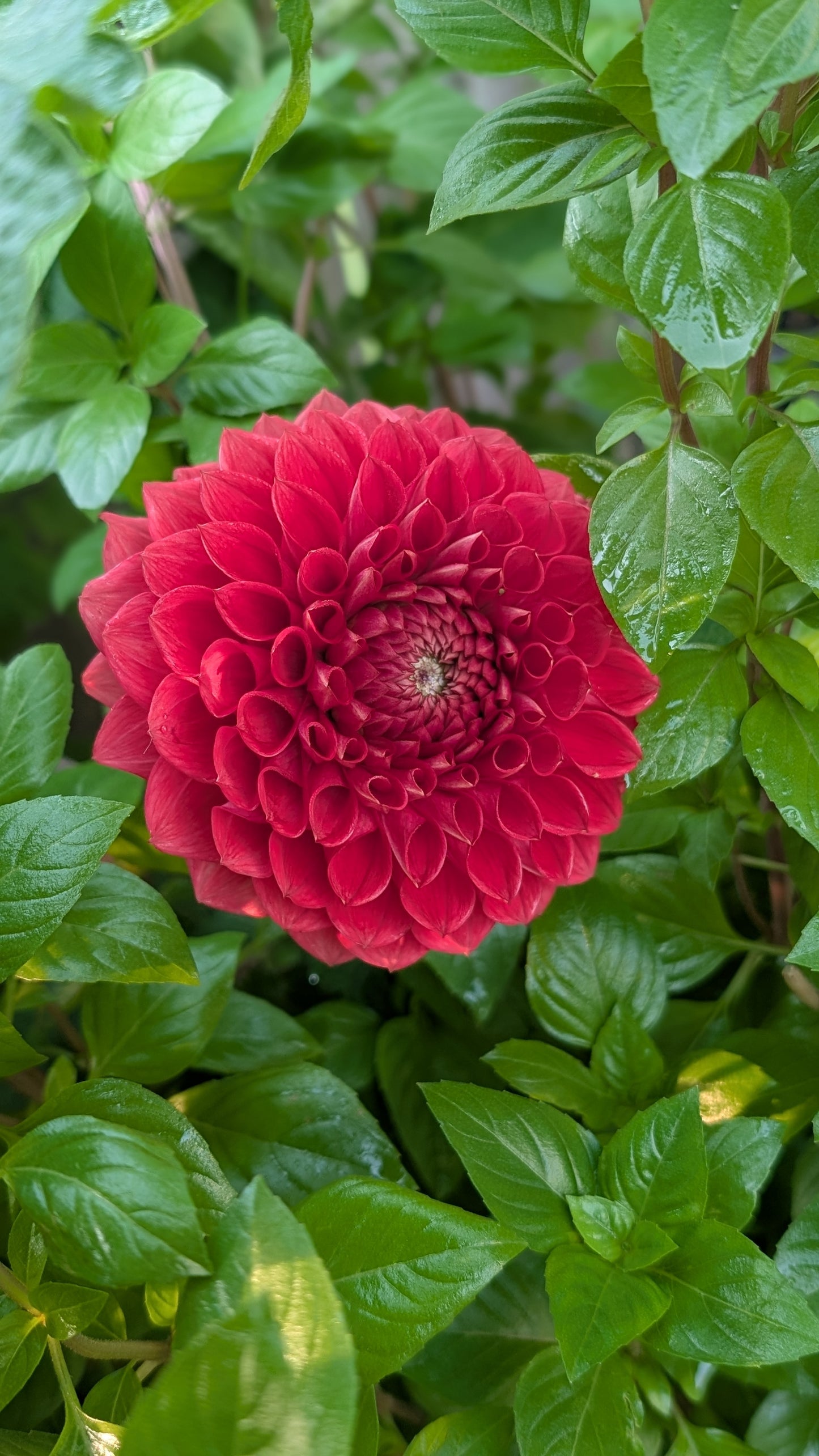Blooming Heart's Italian Pacemaker