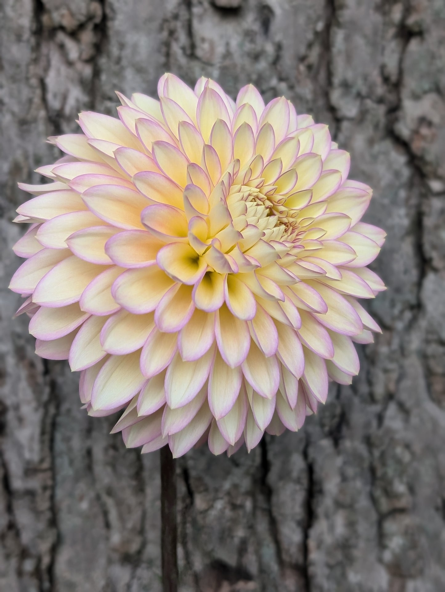 Bloomquist Blush