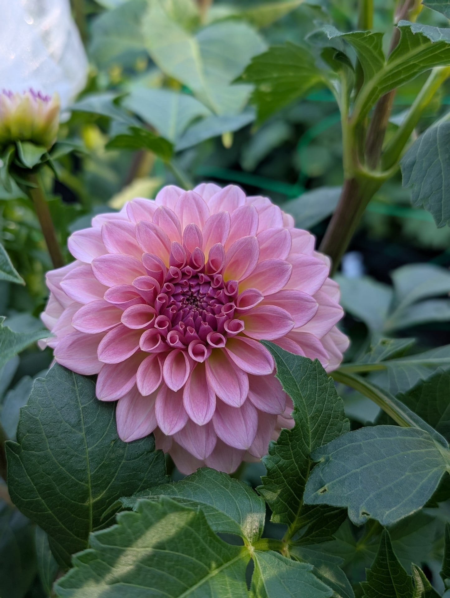 Levi's Blue Smoke (Limit ONE)