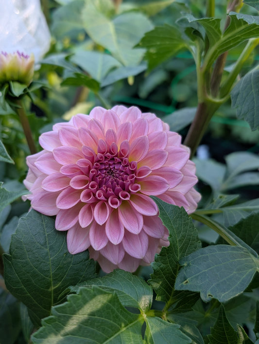 Levi's Blue Smoke (Limit ONE)