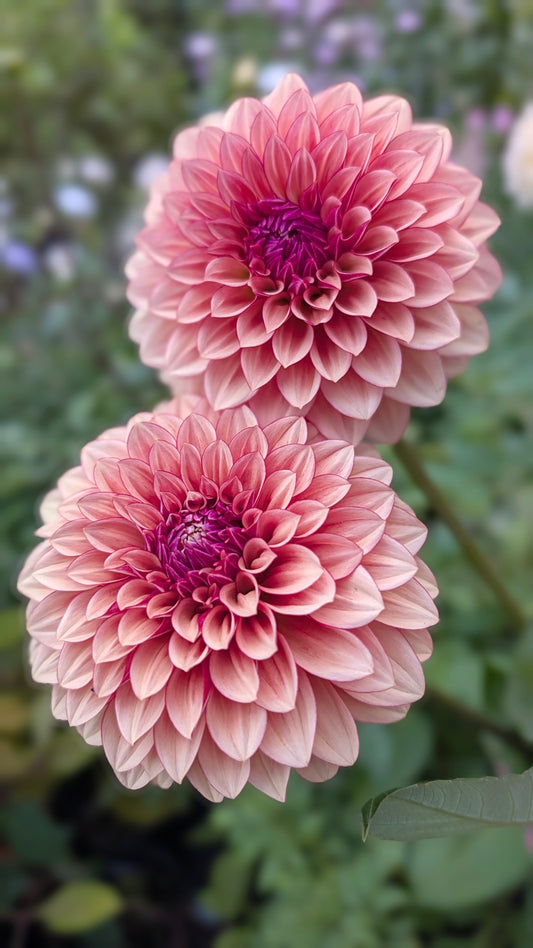 Carpe Dahlia Harvest