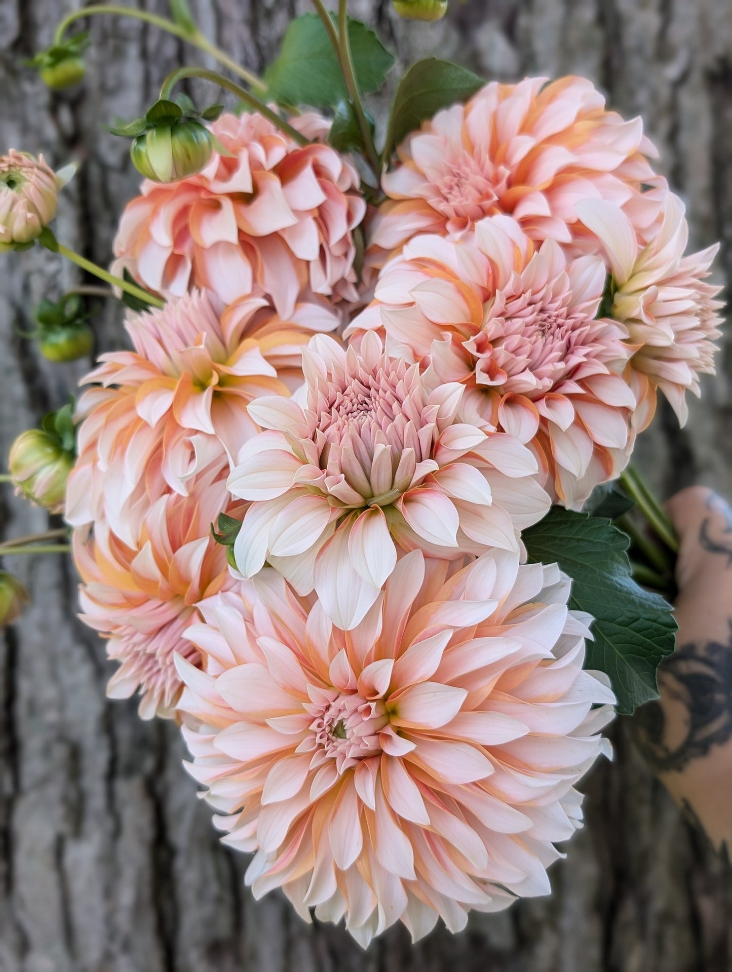 Lee's Chloe (LIMIT ONE)