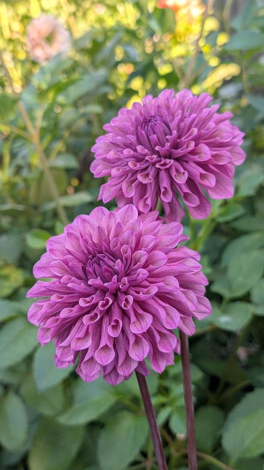 Lee's Flute Loop Lilac (LIMIT ONE)