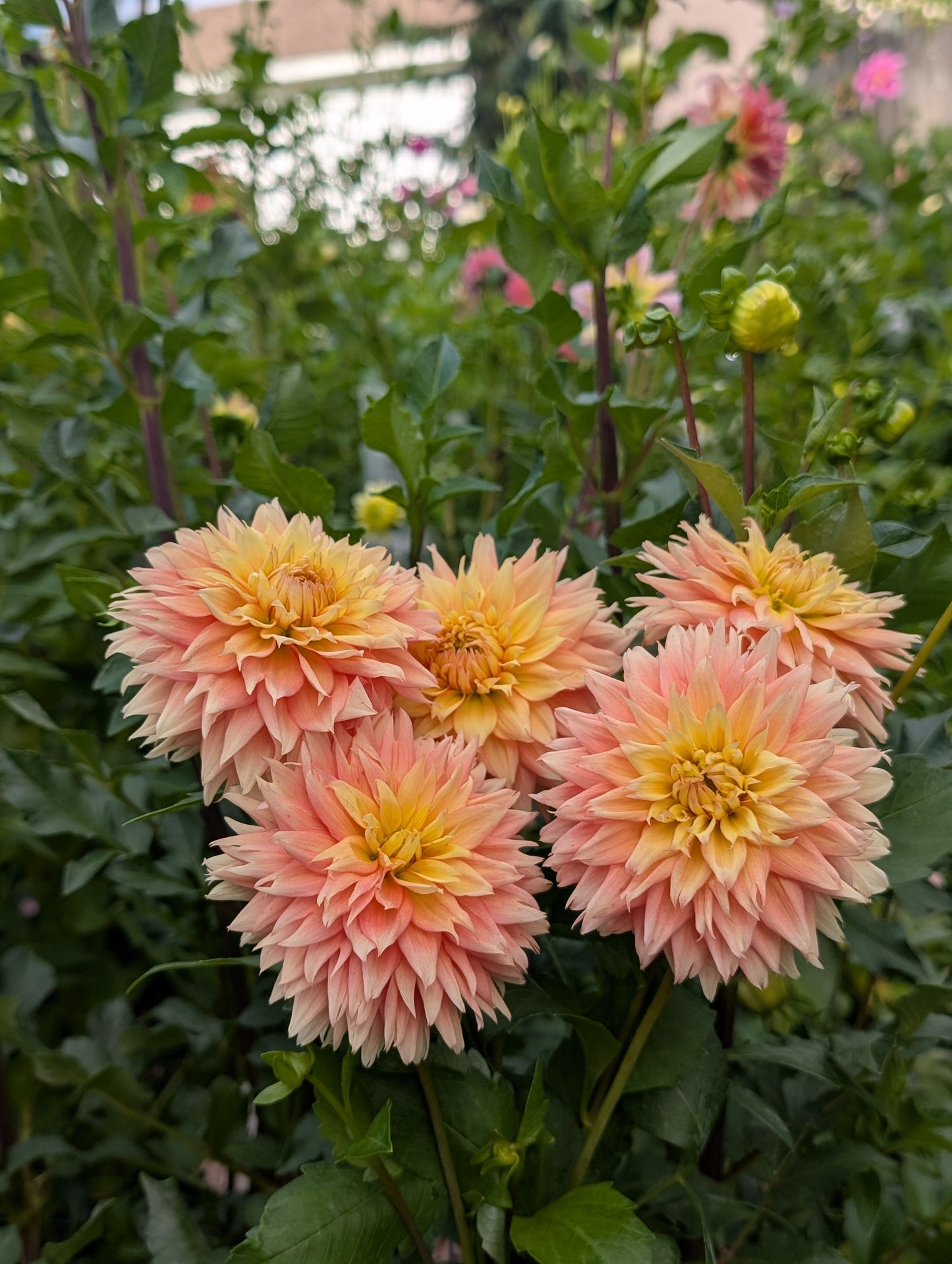 Lee's Apricot Fizz