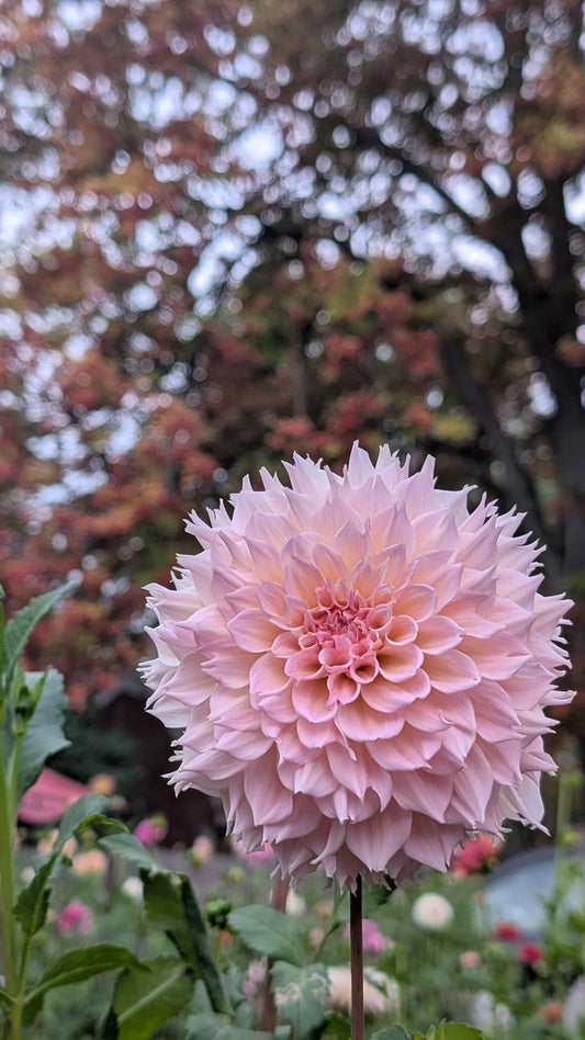 Lee's Pink Grapefruit