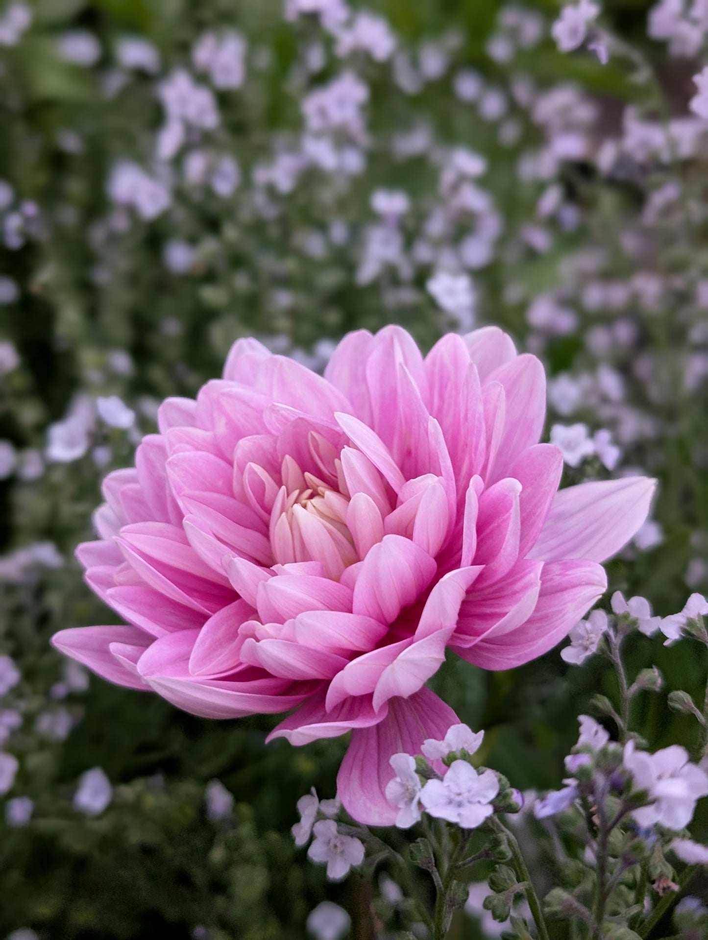 Hollyhill Pink Parfait