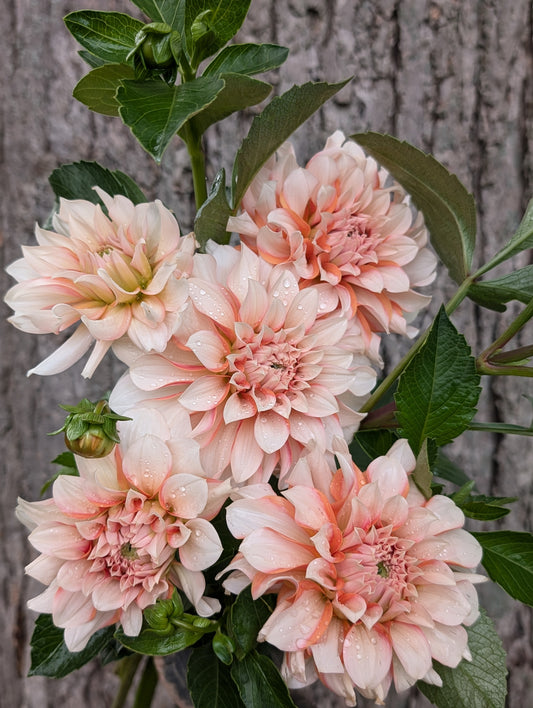 Lee's Chloe (LIMIT ONE)