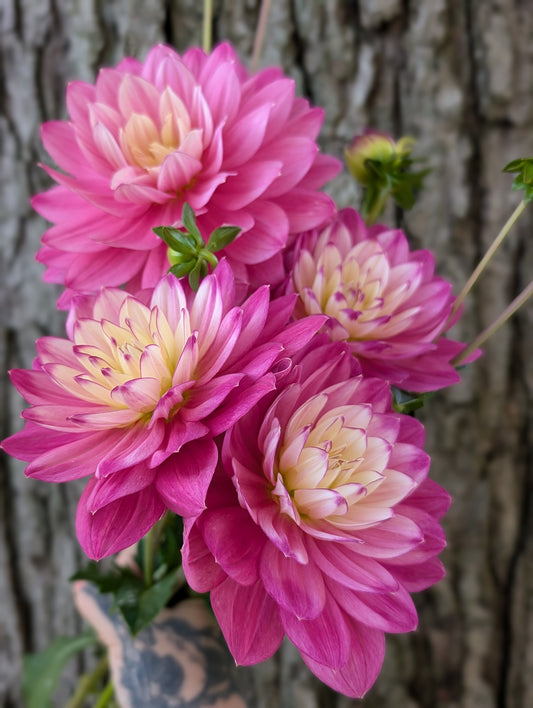 Hollyhill Pink Martini