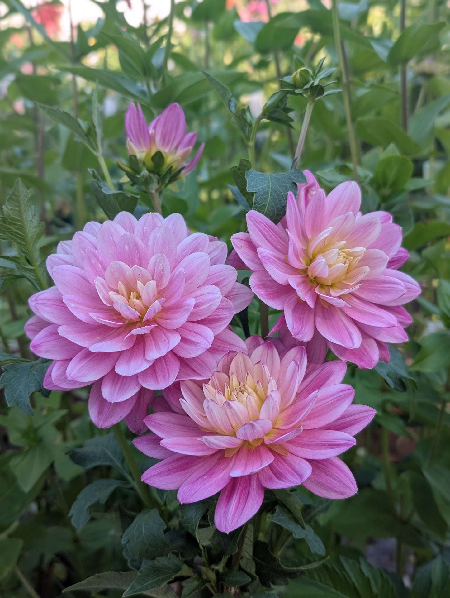 Hollyhill Pink Martini