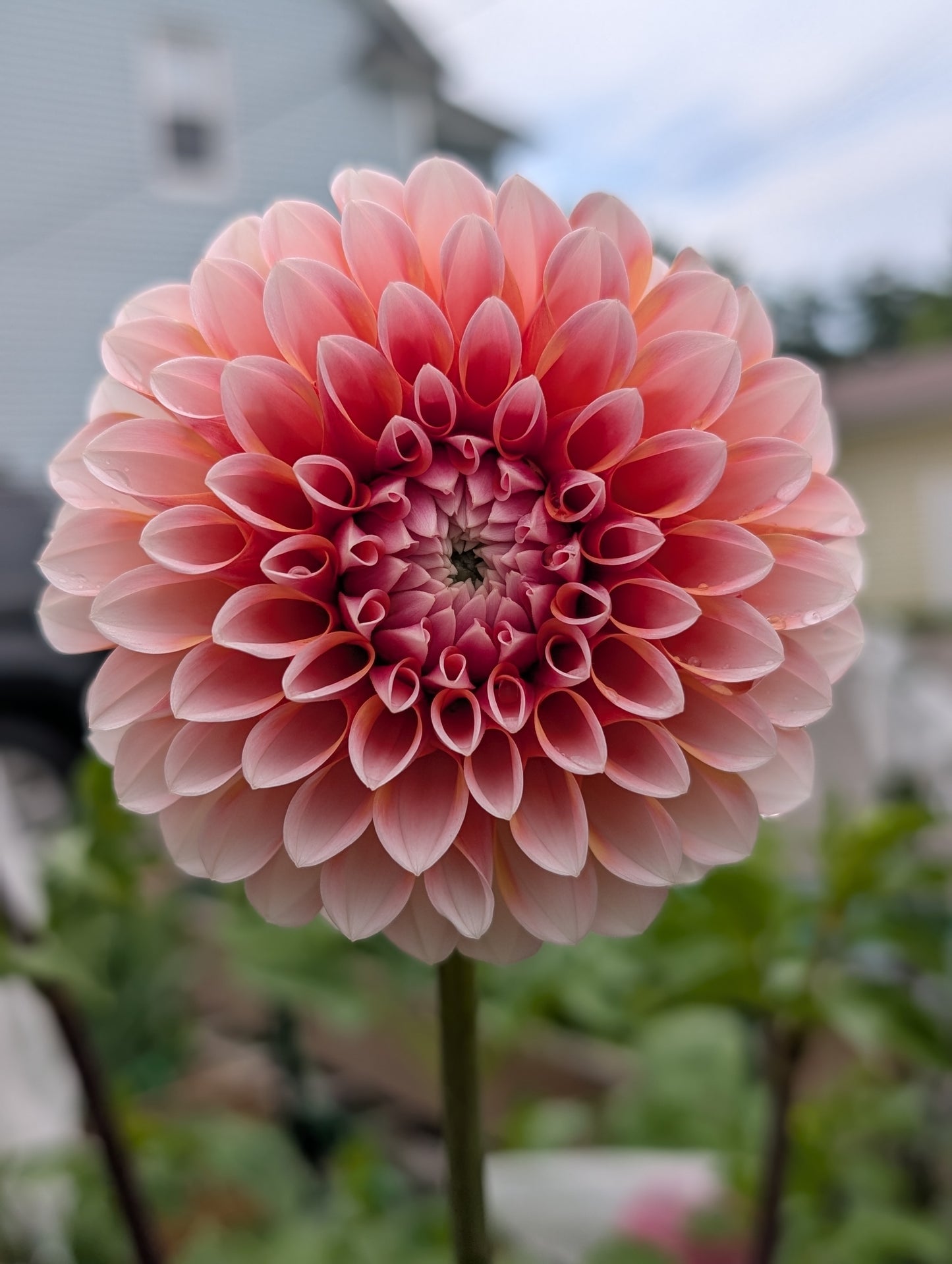 Bell's Otago (Limit ONE)