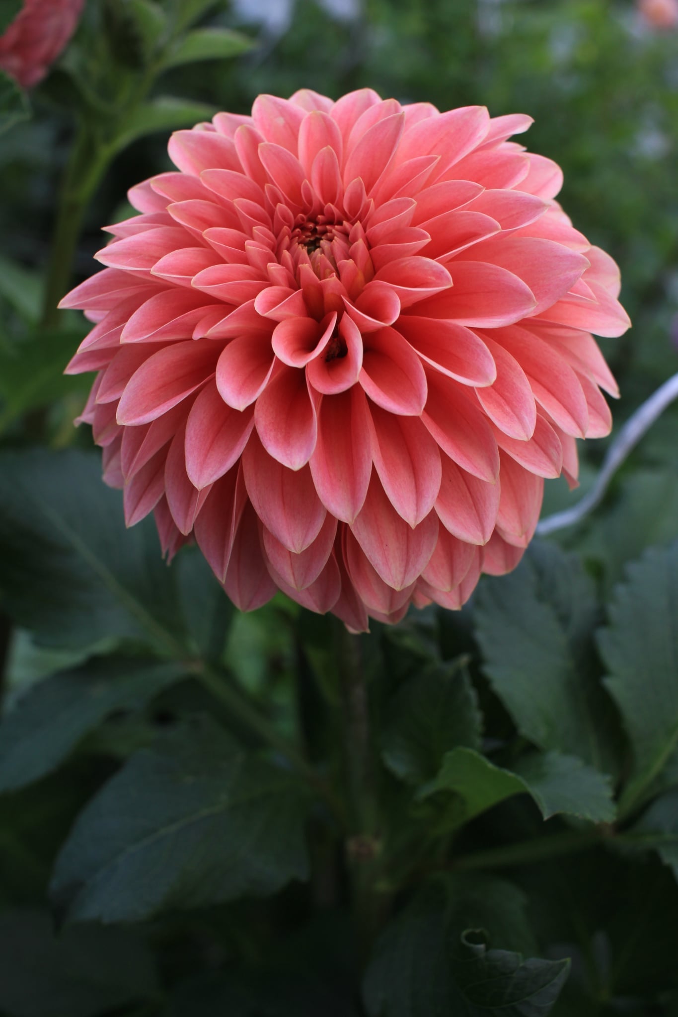 Guava