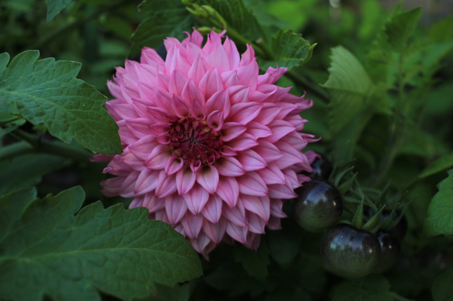 Willowolf Pinkie Swear