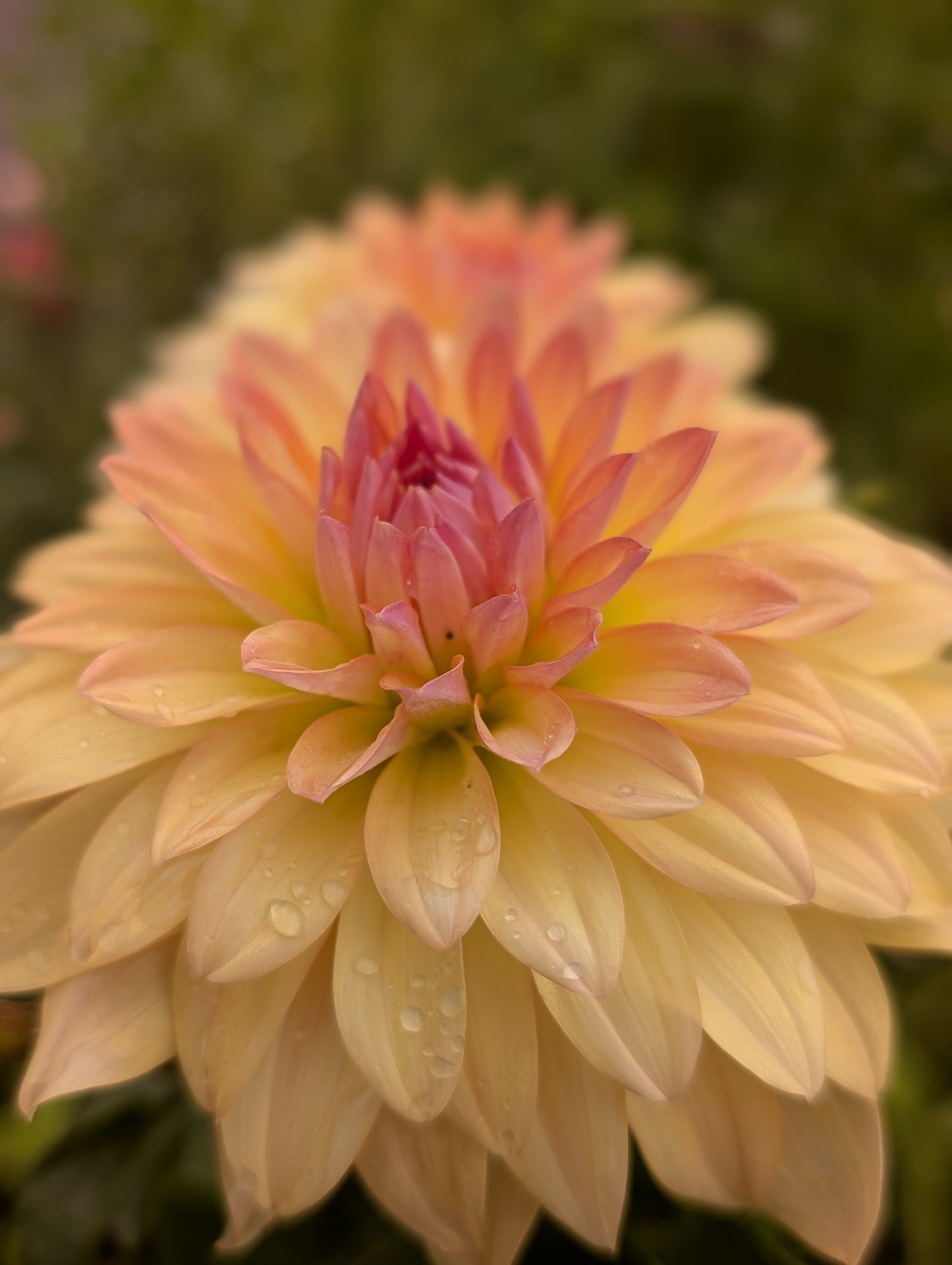 Lee's Sweet Corn Princess (Limit ONE)