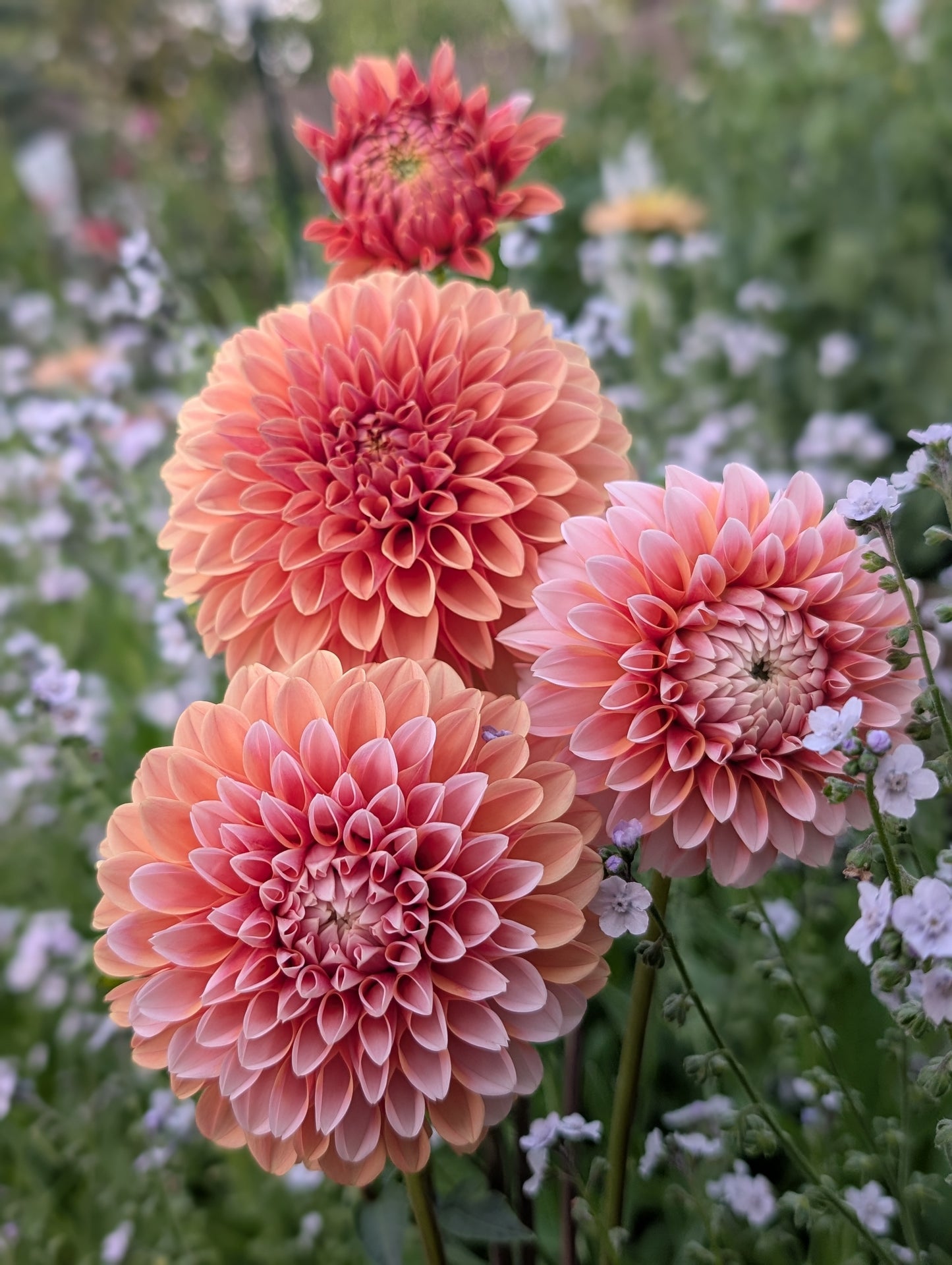 Bell's Otago (Limit ONE)