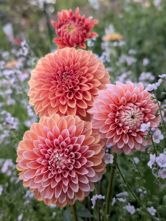 Bell's Otago (Limit ONE)